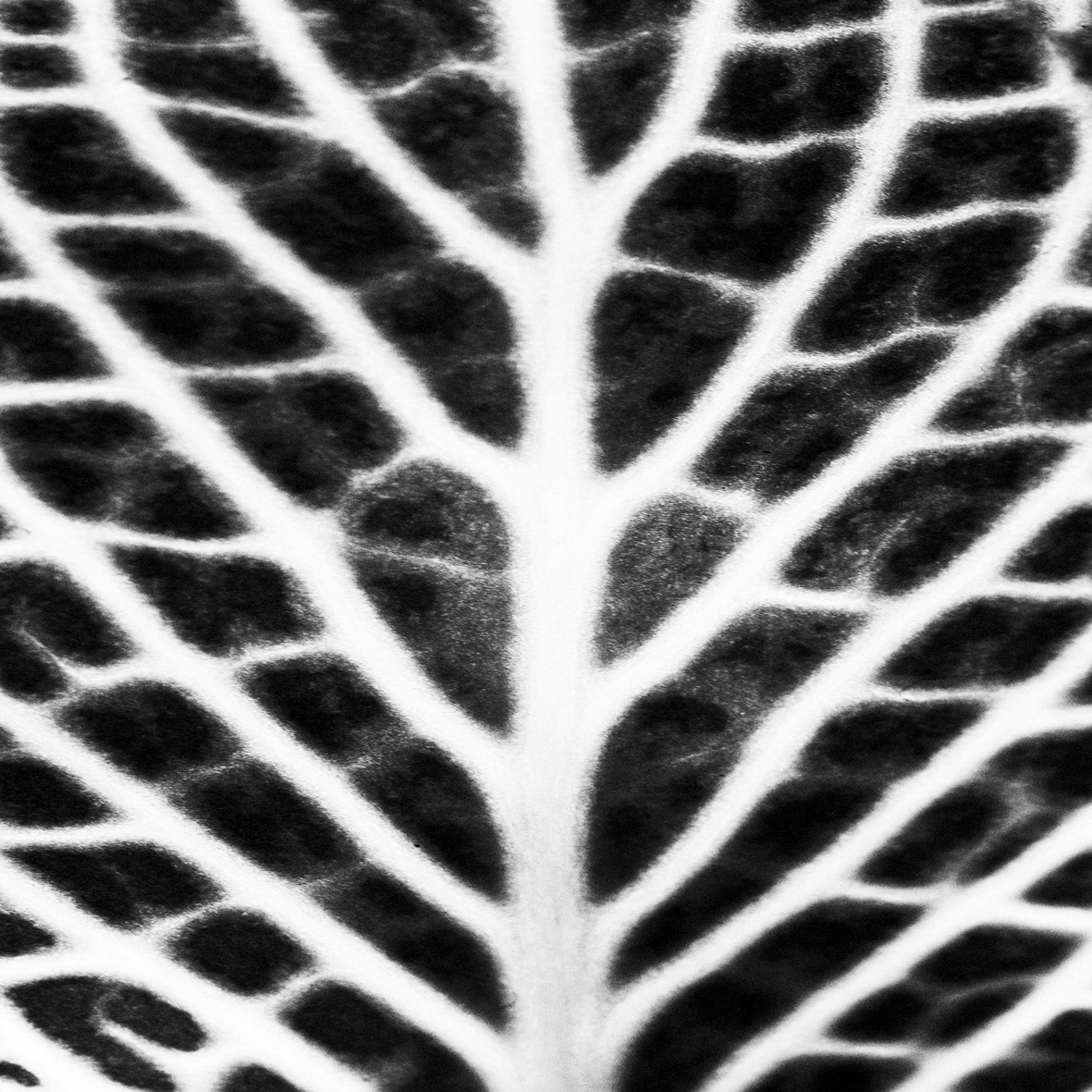 LEAF/LIFE SERIES