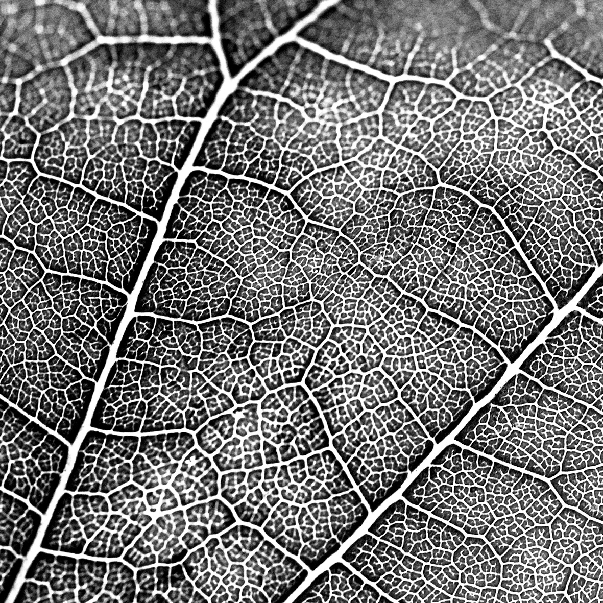 LEAF/LIFE SERIES