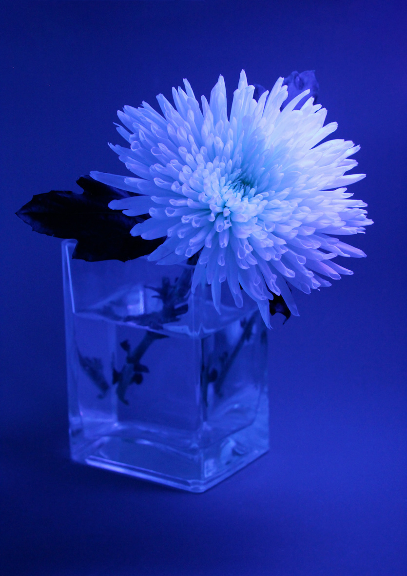 BLACK LIGHT SERIES