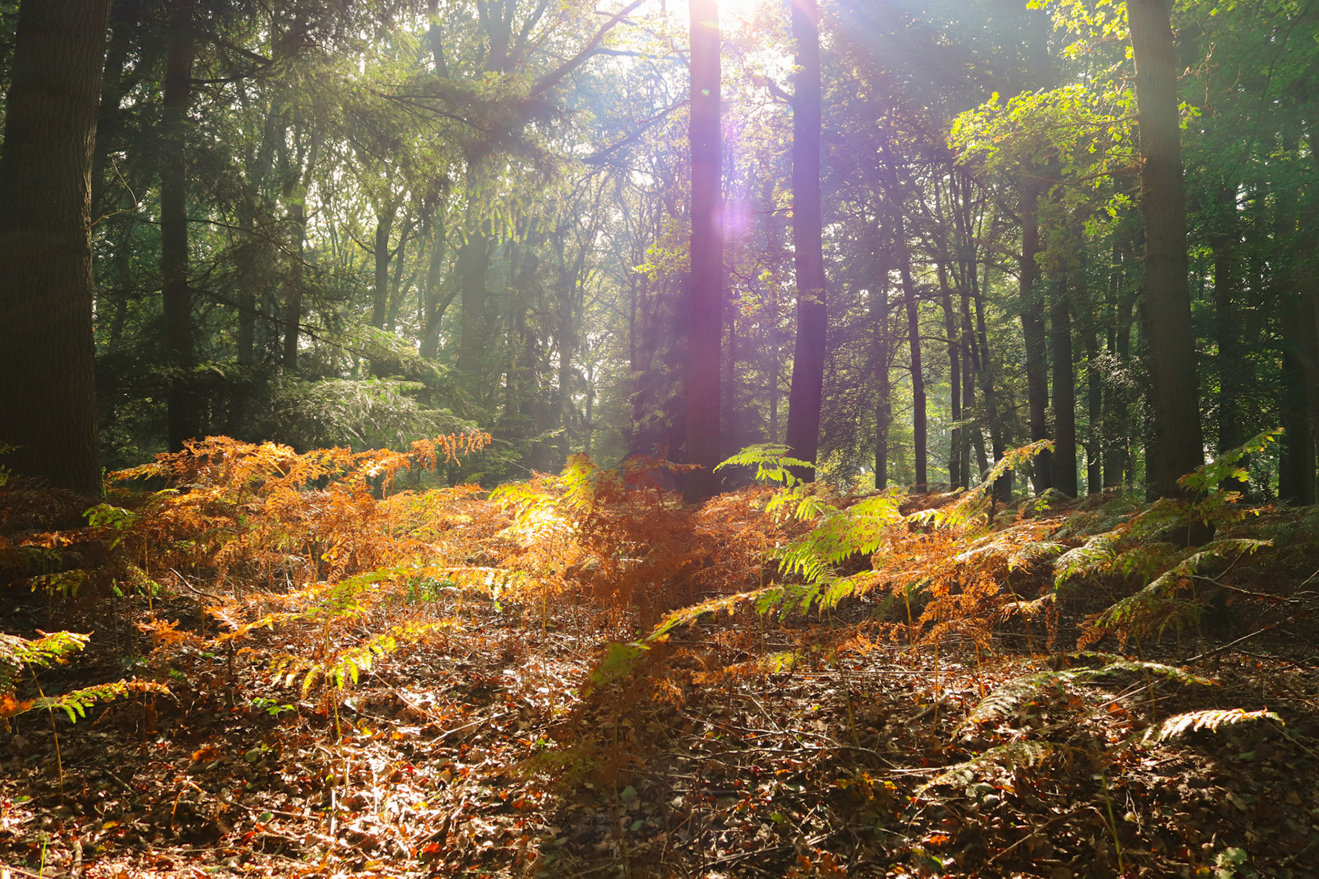 Forest with the sun shining trough the branches