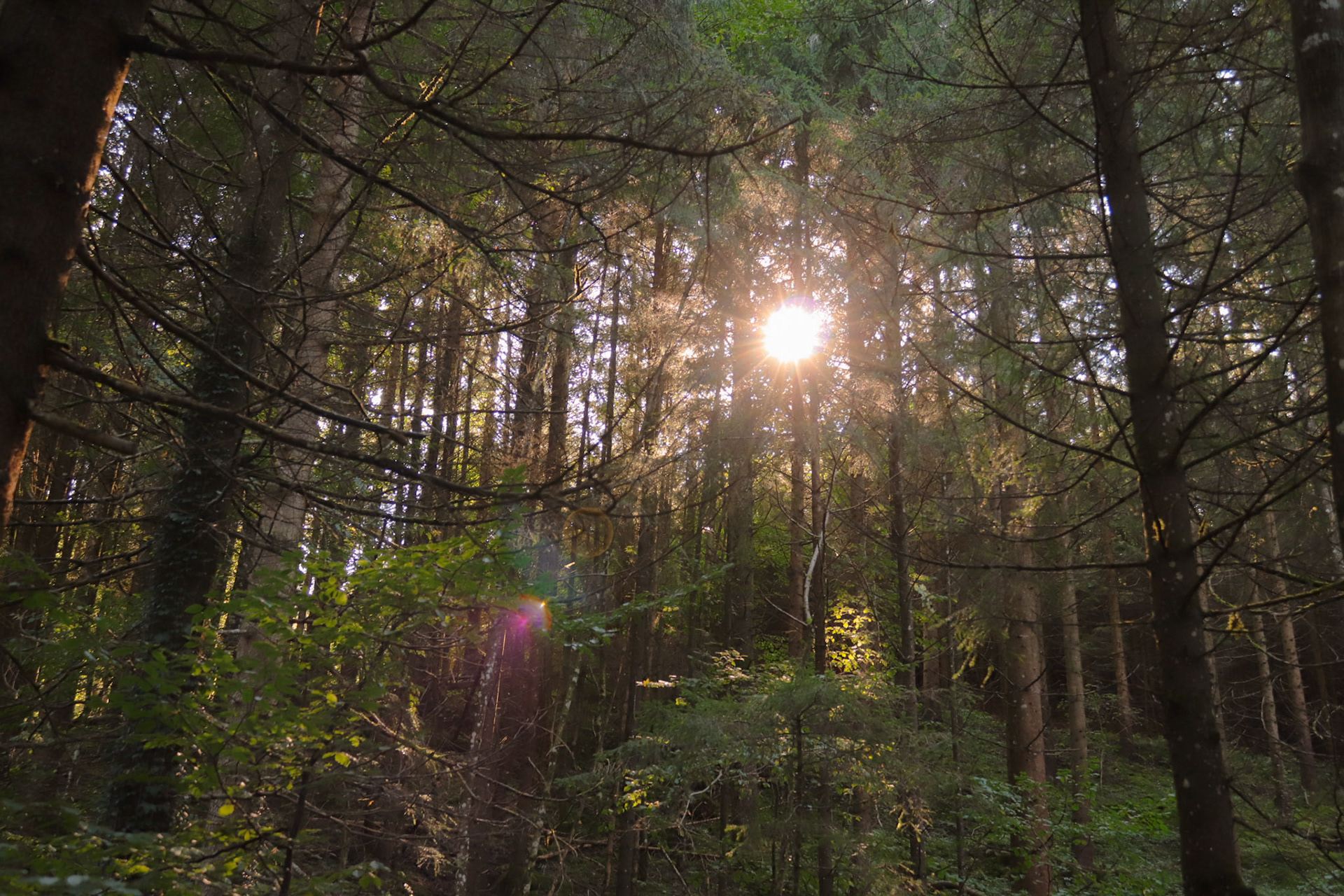 Forest with the sun shining trough the trees