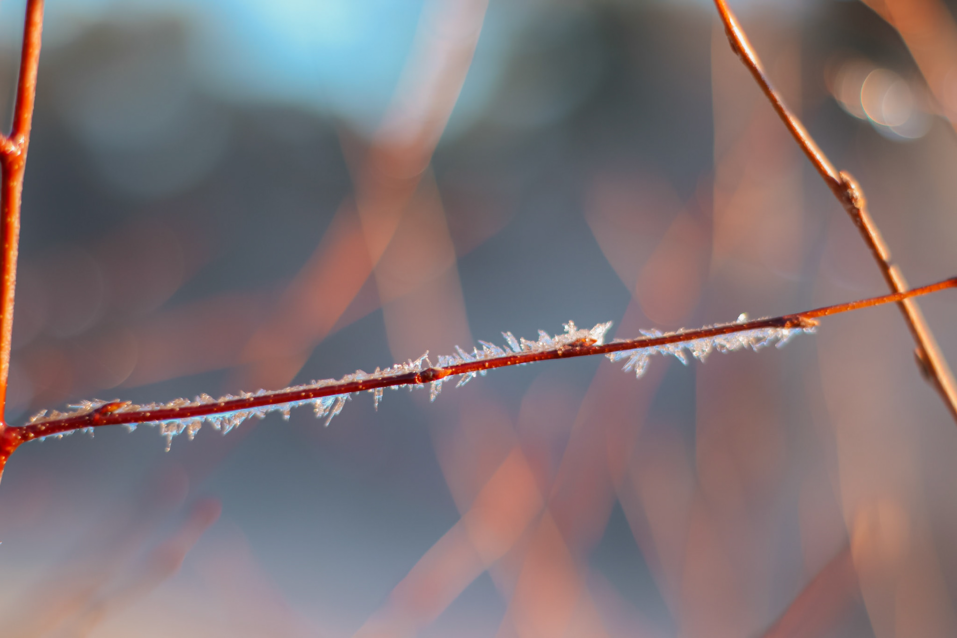 Ice on a branch