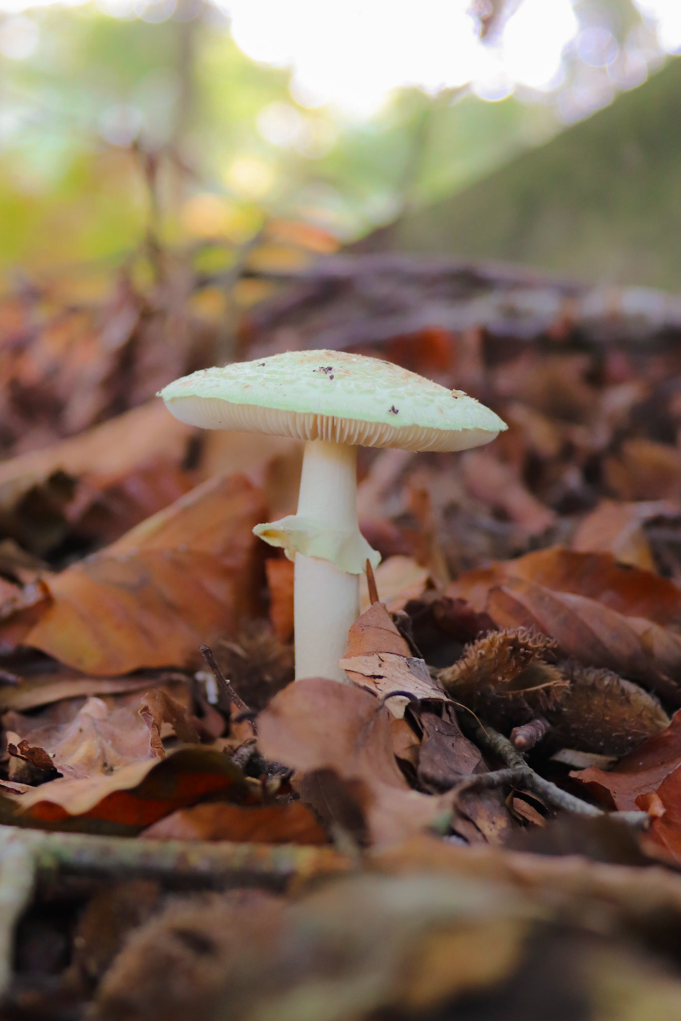 White mushroom