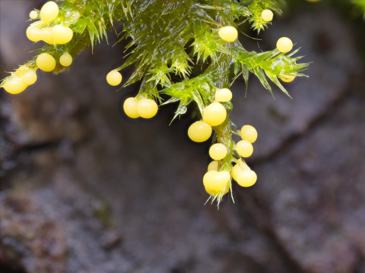 Slime mold on a moss. Feeds on bacteria not the moss.