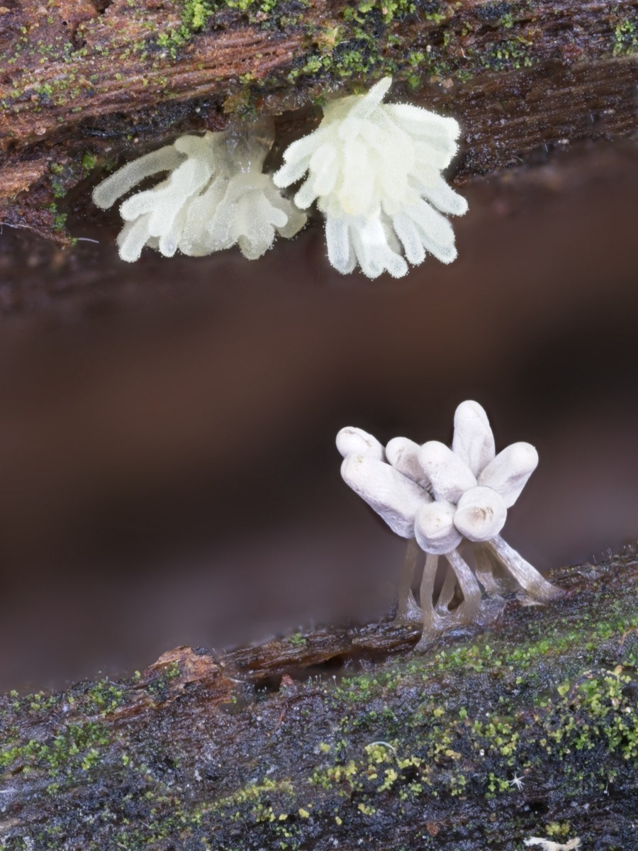 Afternoon photo. Notice spores visible