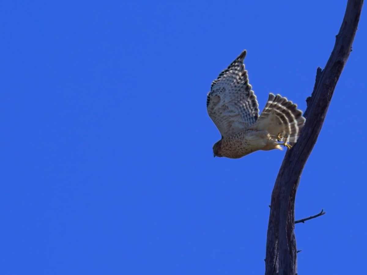 Red-shouldered  Hawk
