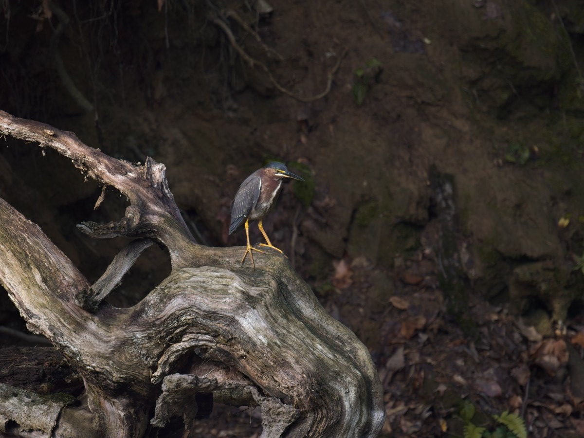 Green heron flew from pond to Four Mile run just behind me.