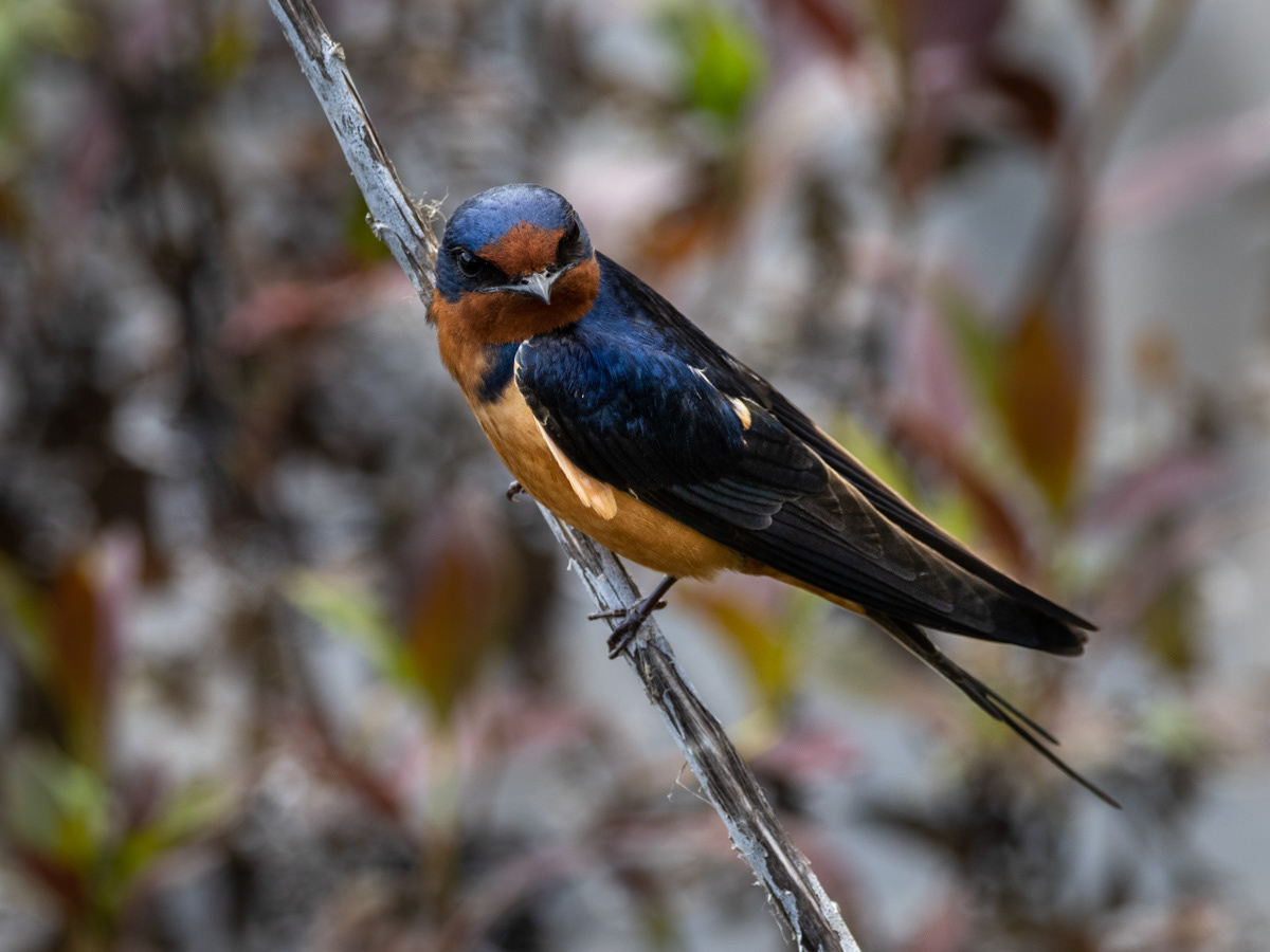 Swallow