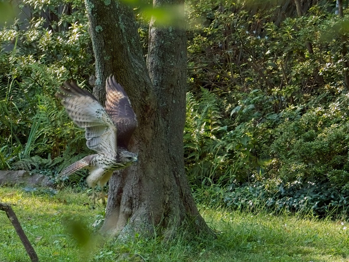 Red-shouldered Hawk