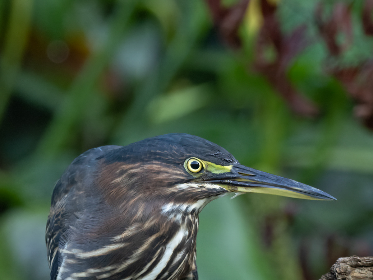 Green Heron, the eyes have it.