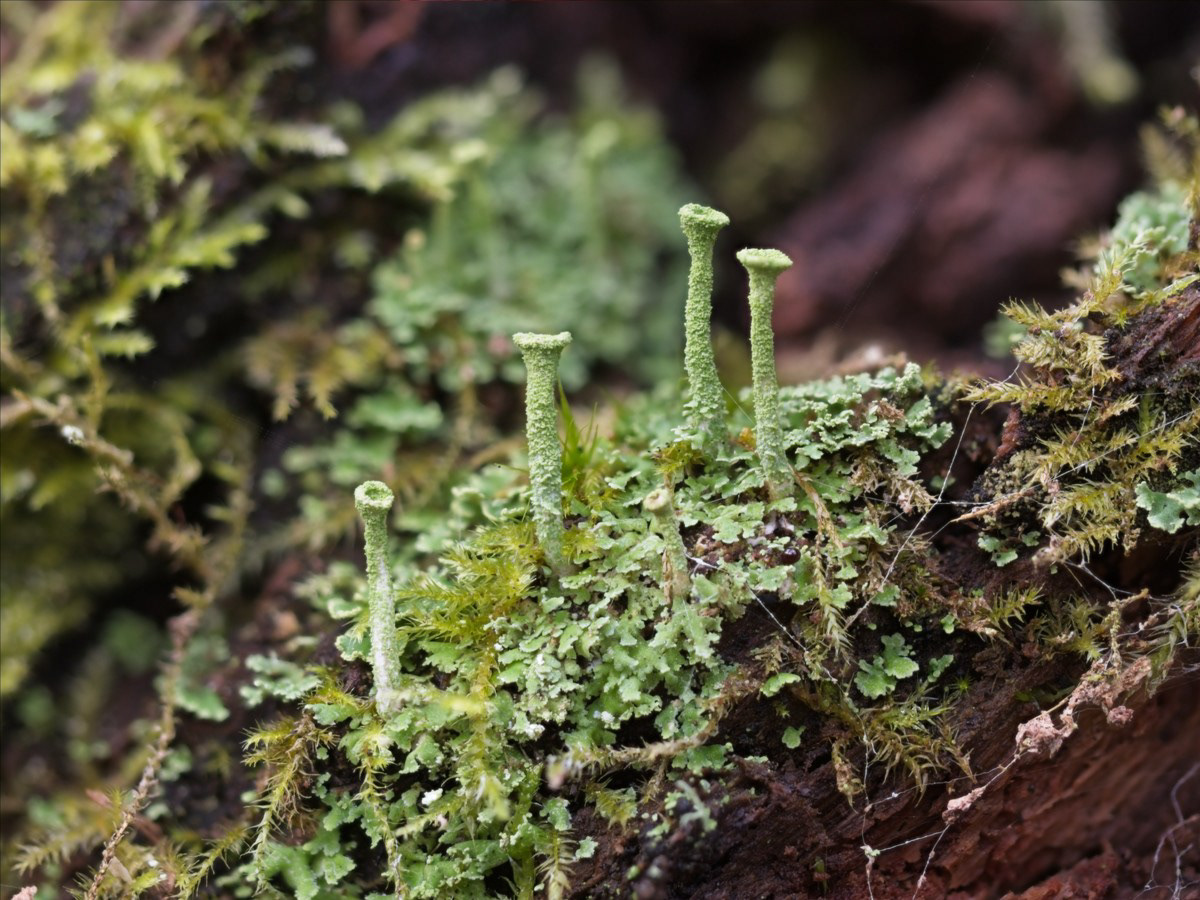 Lichen