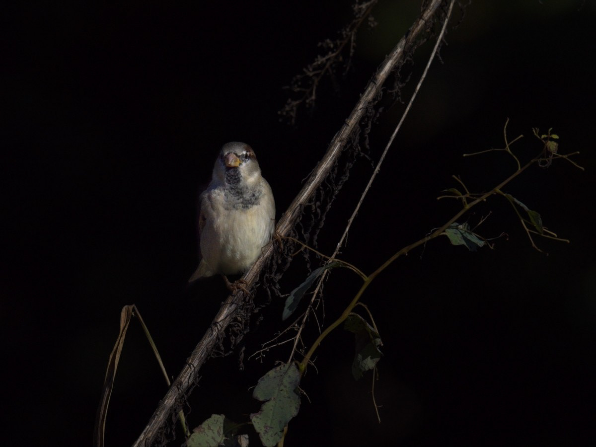 House Sparrow