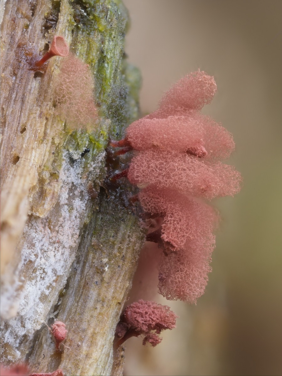 Slime mold that has released all its spores.