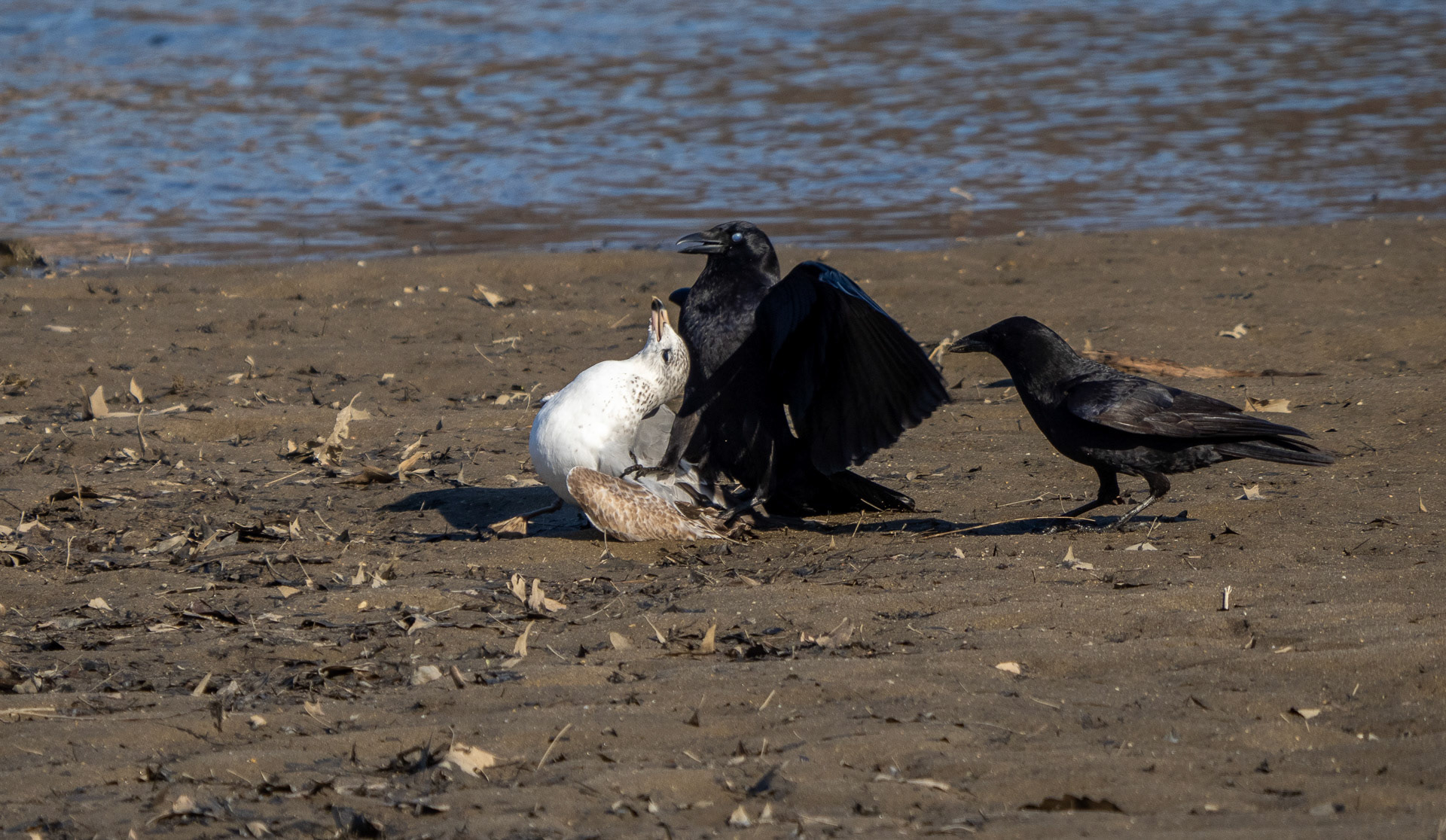 This isn't going well.