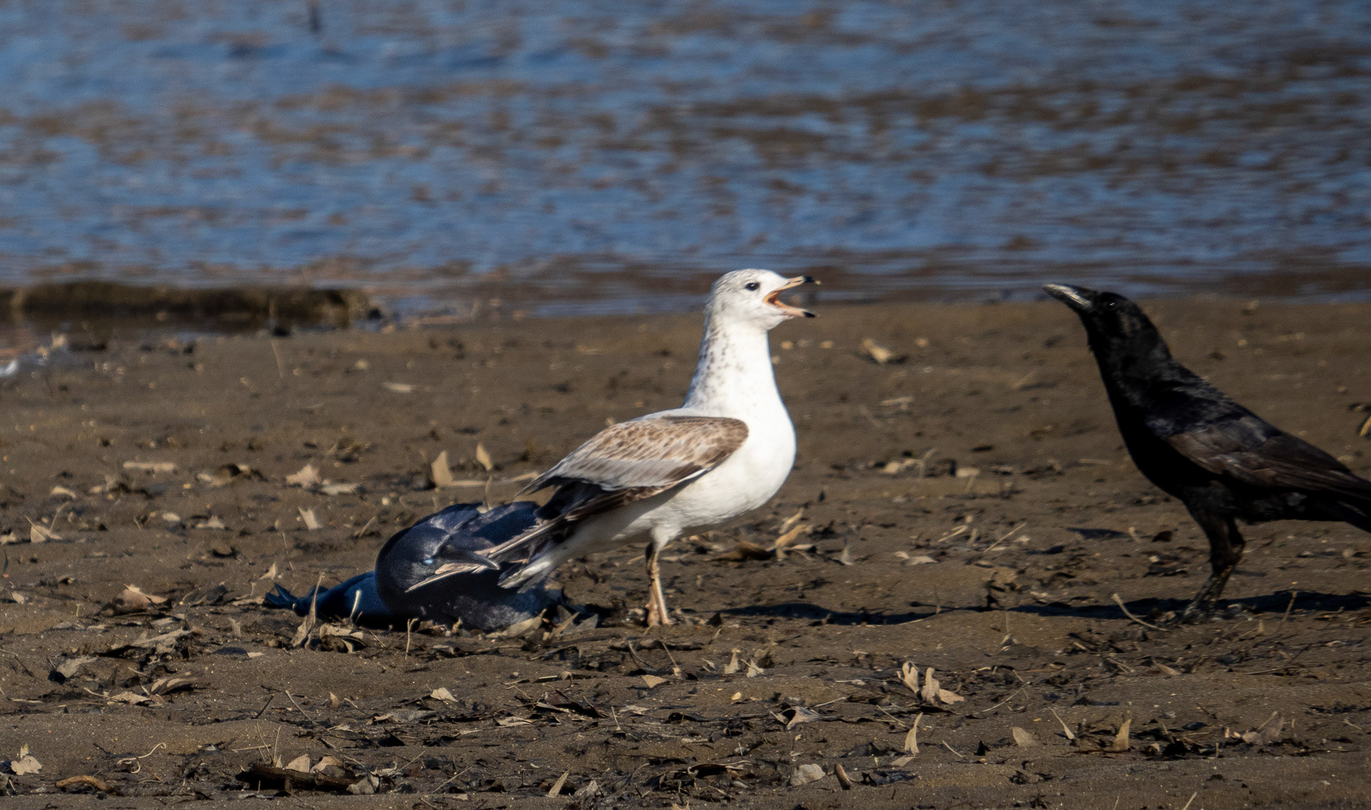 Tell him to let go of my tail!