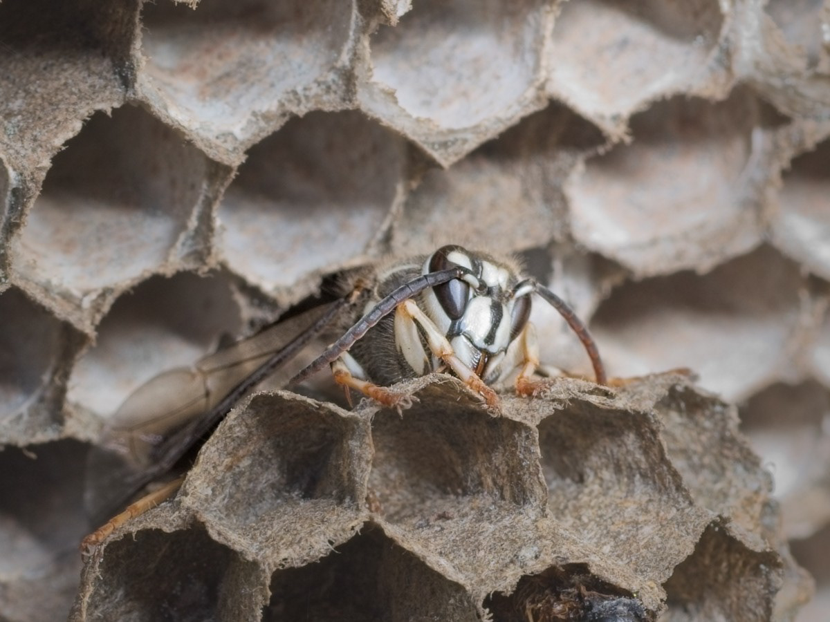 Bald-faced Hornet
