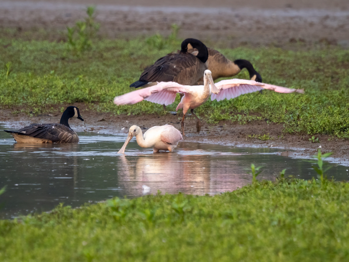 Roseate Spoonbills in Northern VA? Unusual
