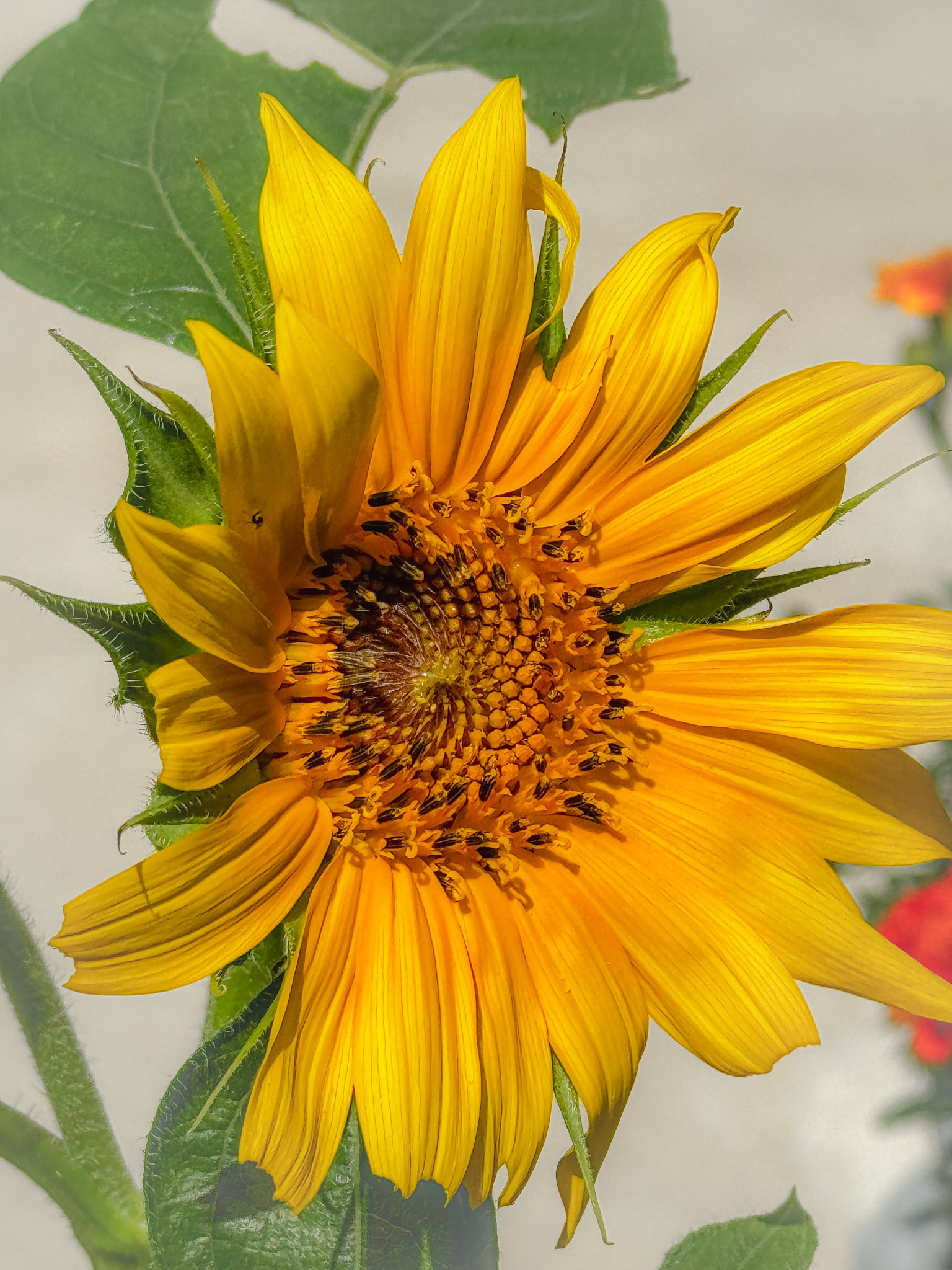 Sunflower
