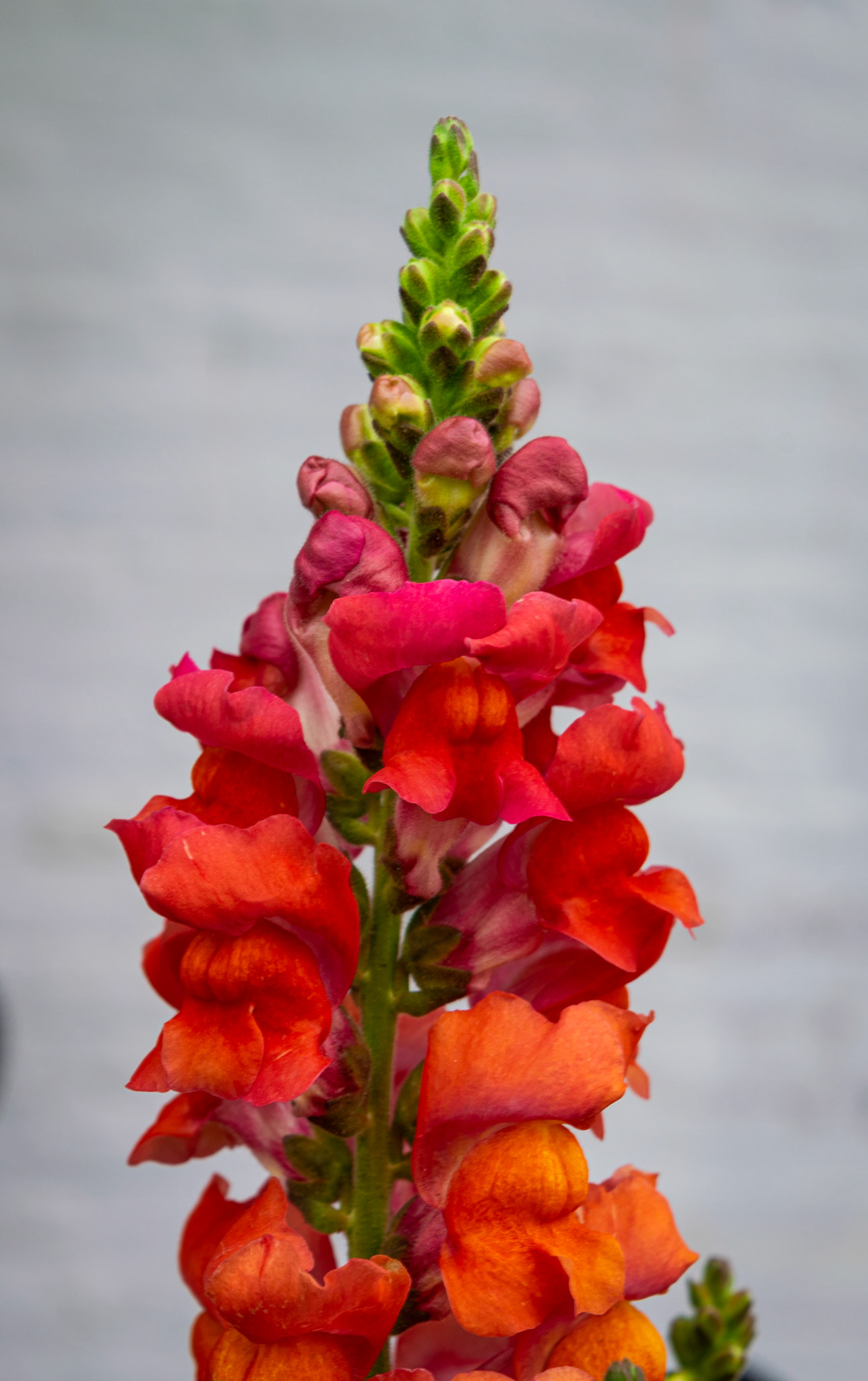 Flora