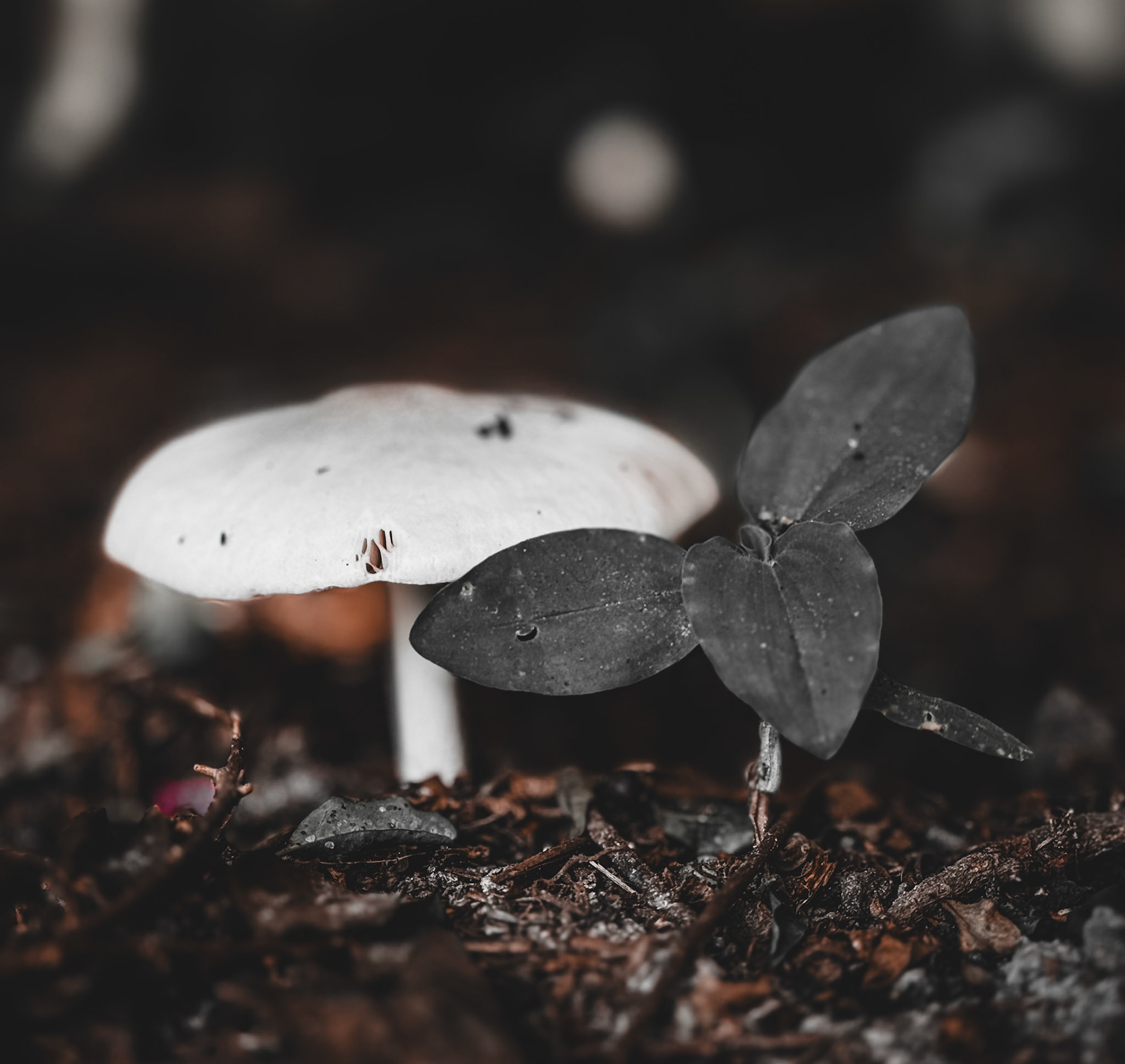 Growth