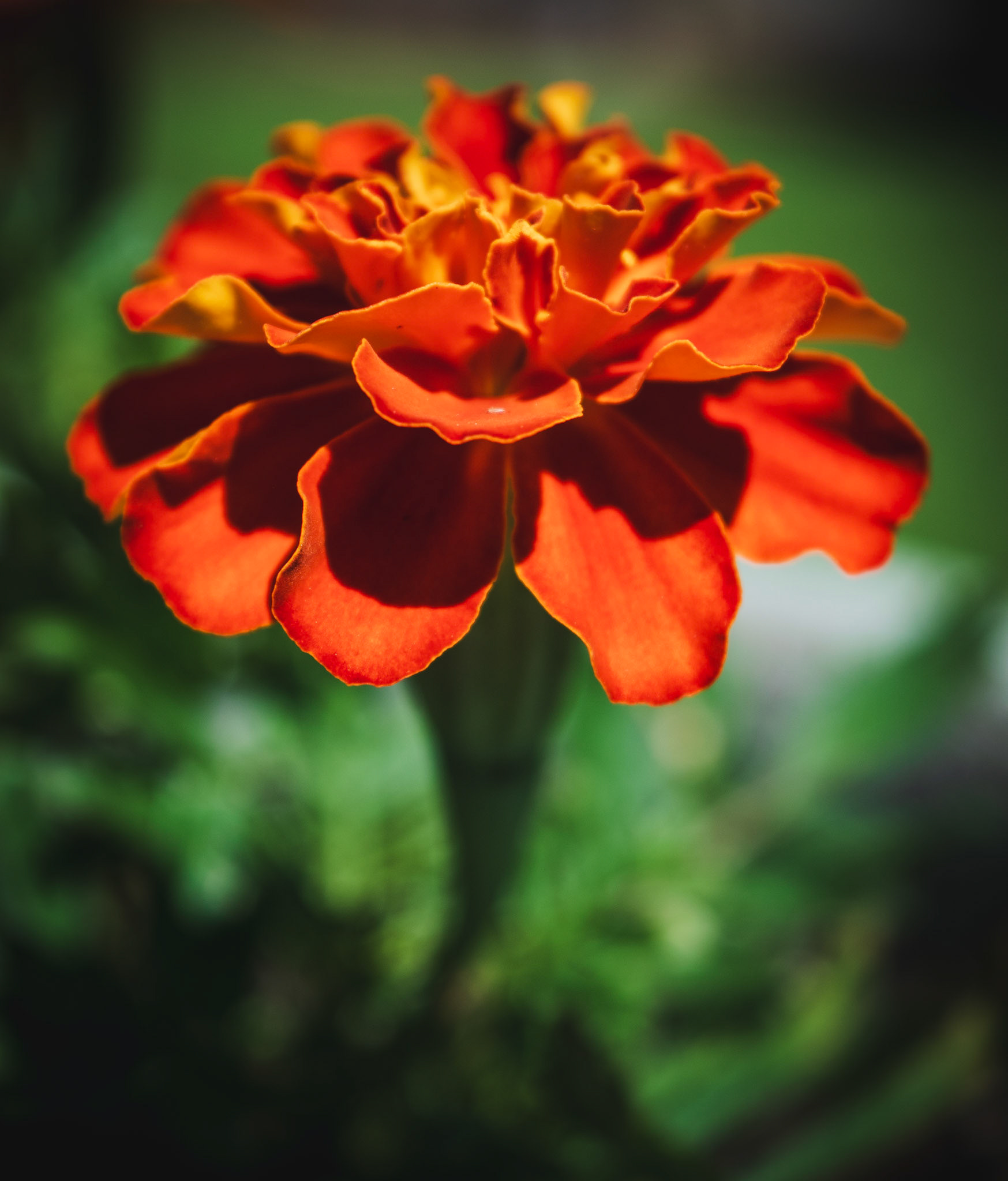 Backyard Flower