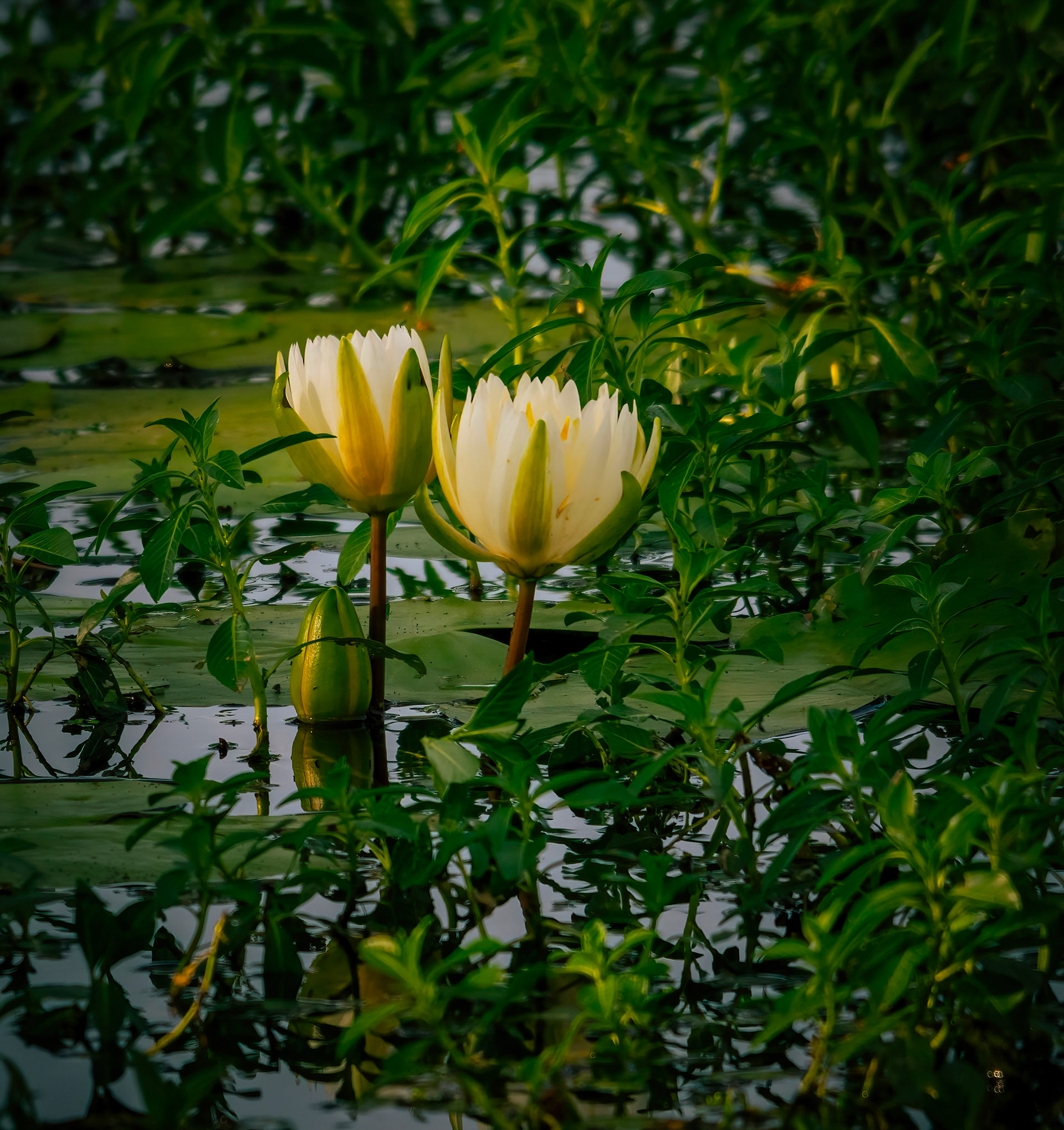 Water Lily