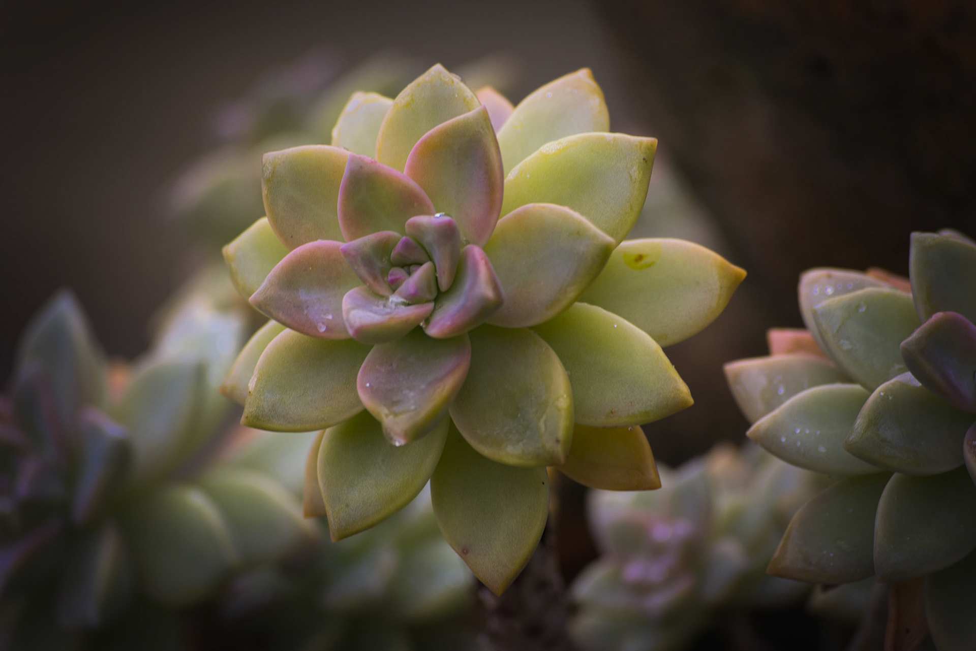 Succulent 3