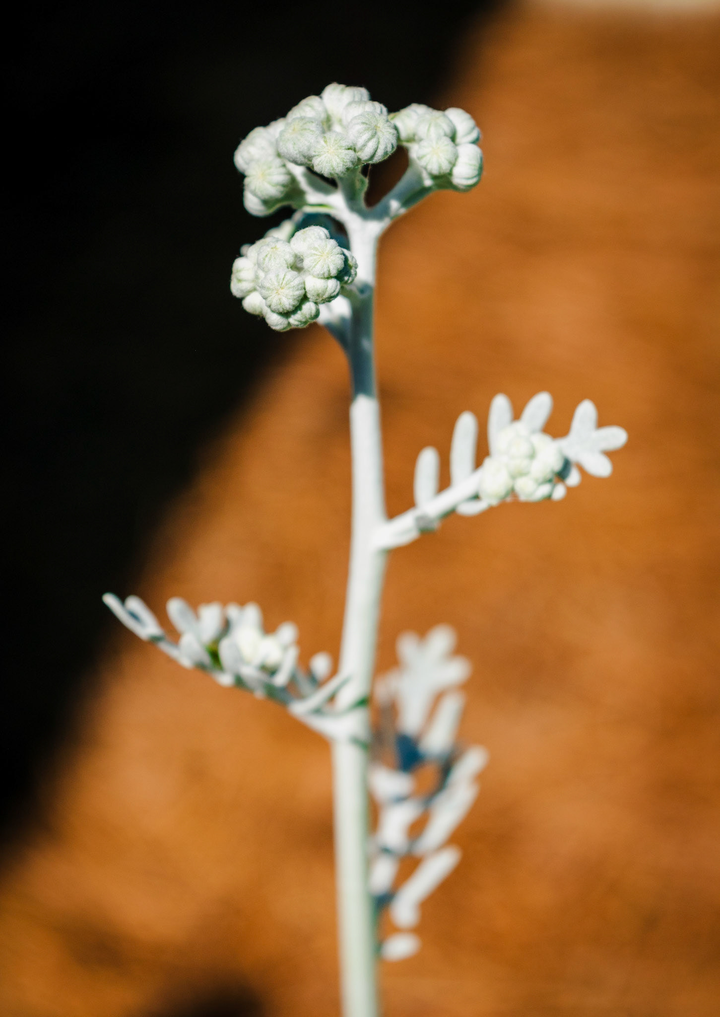 Dusty Miller