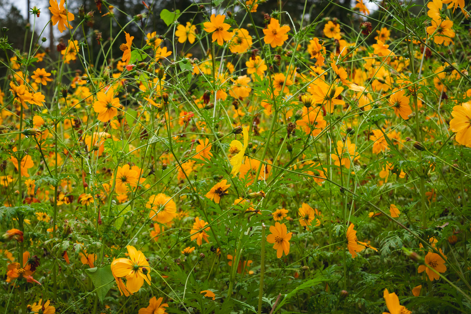Wild Flowers
