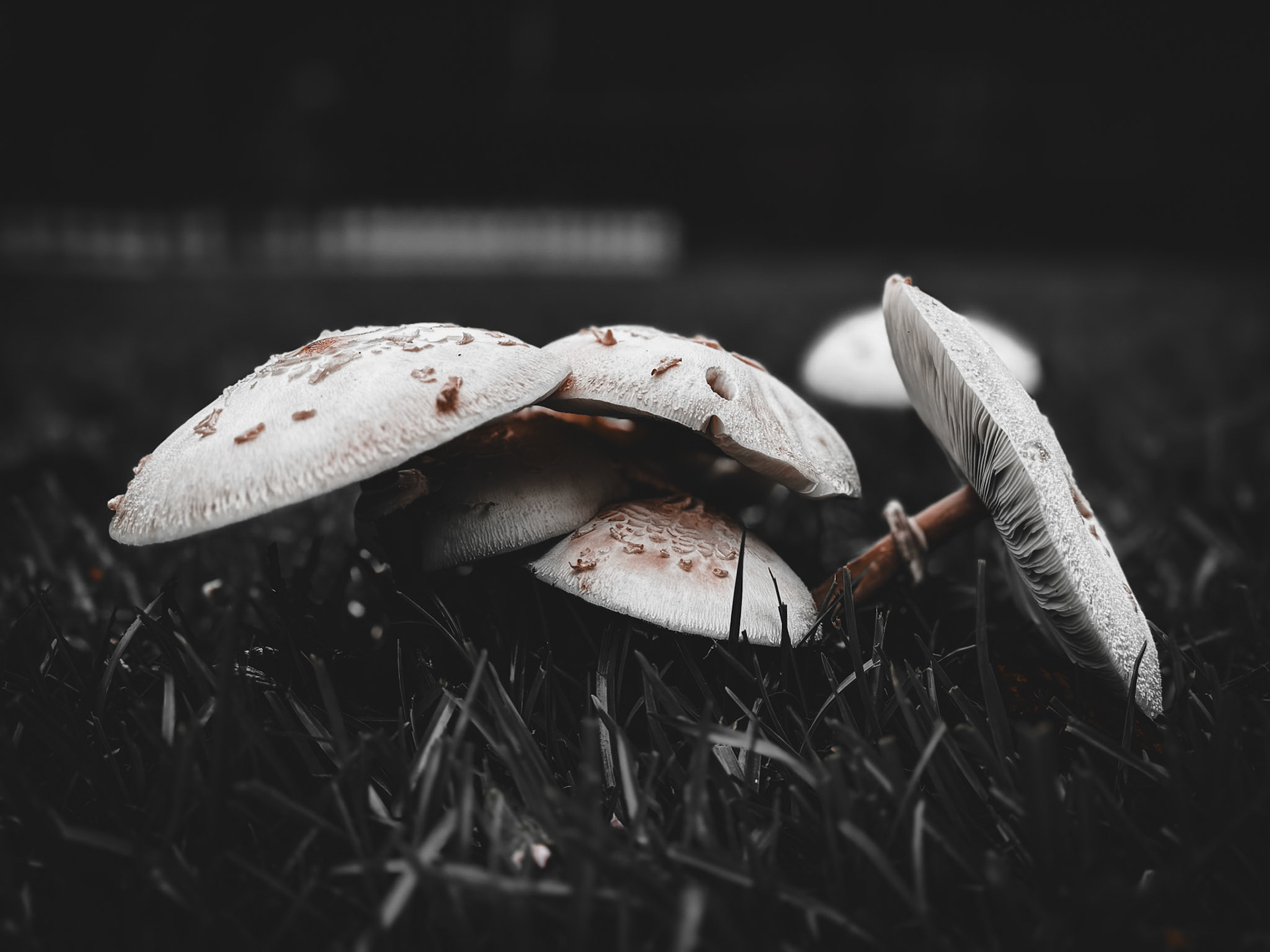 Mushroom Family