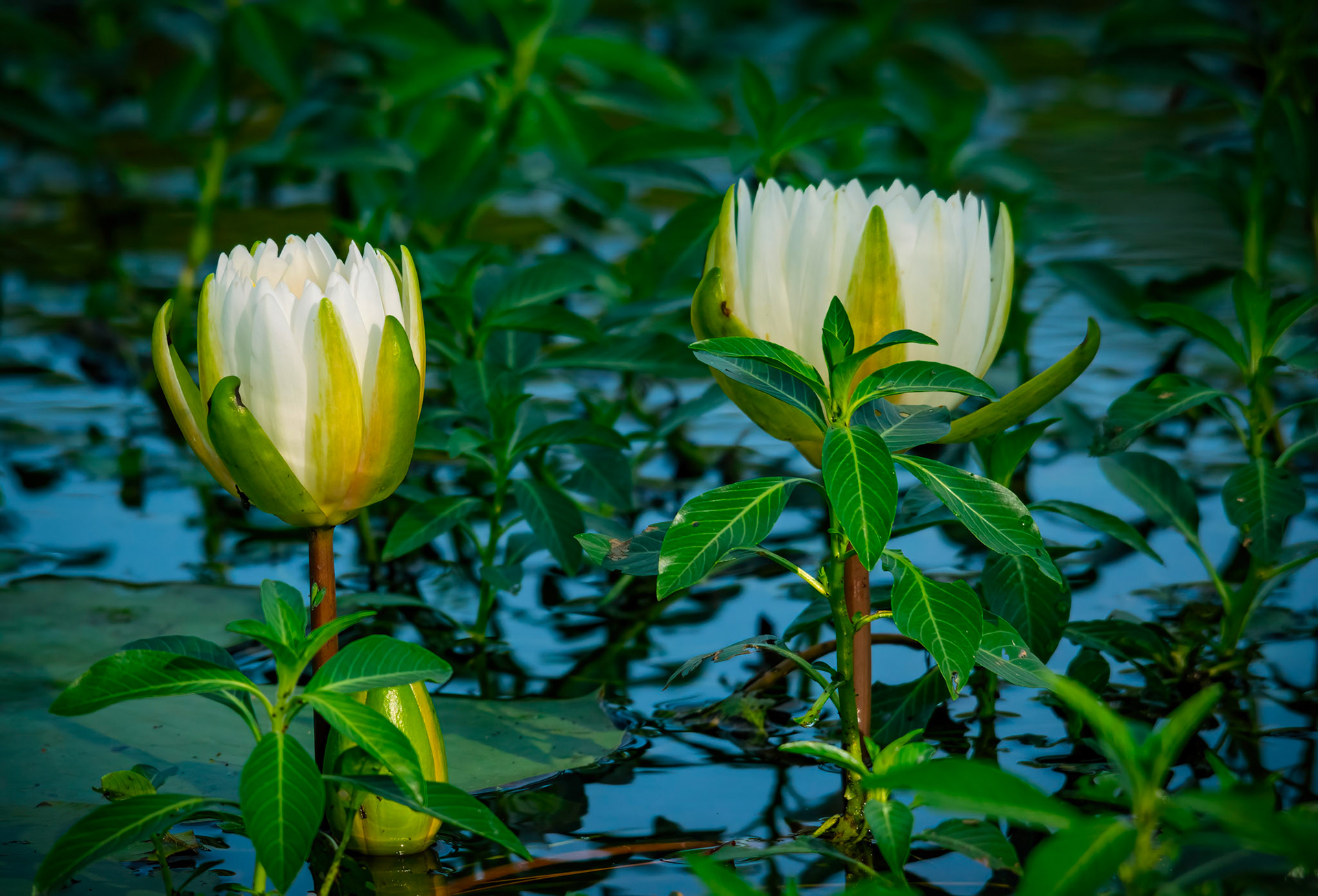 Water Lily
