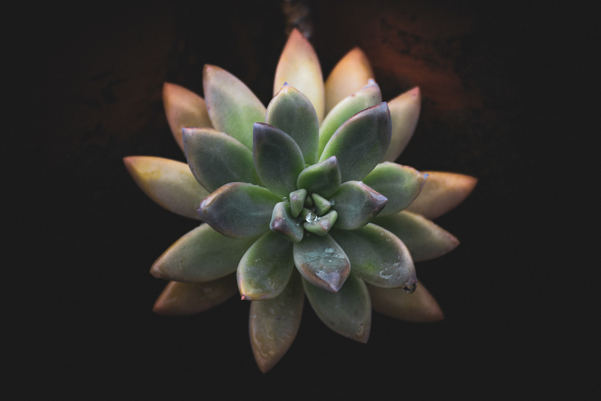 Succulent 2