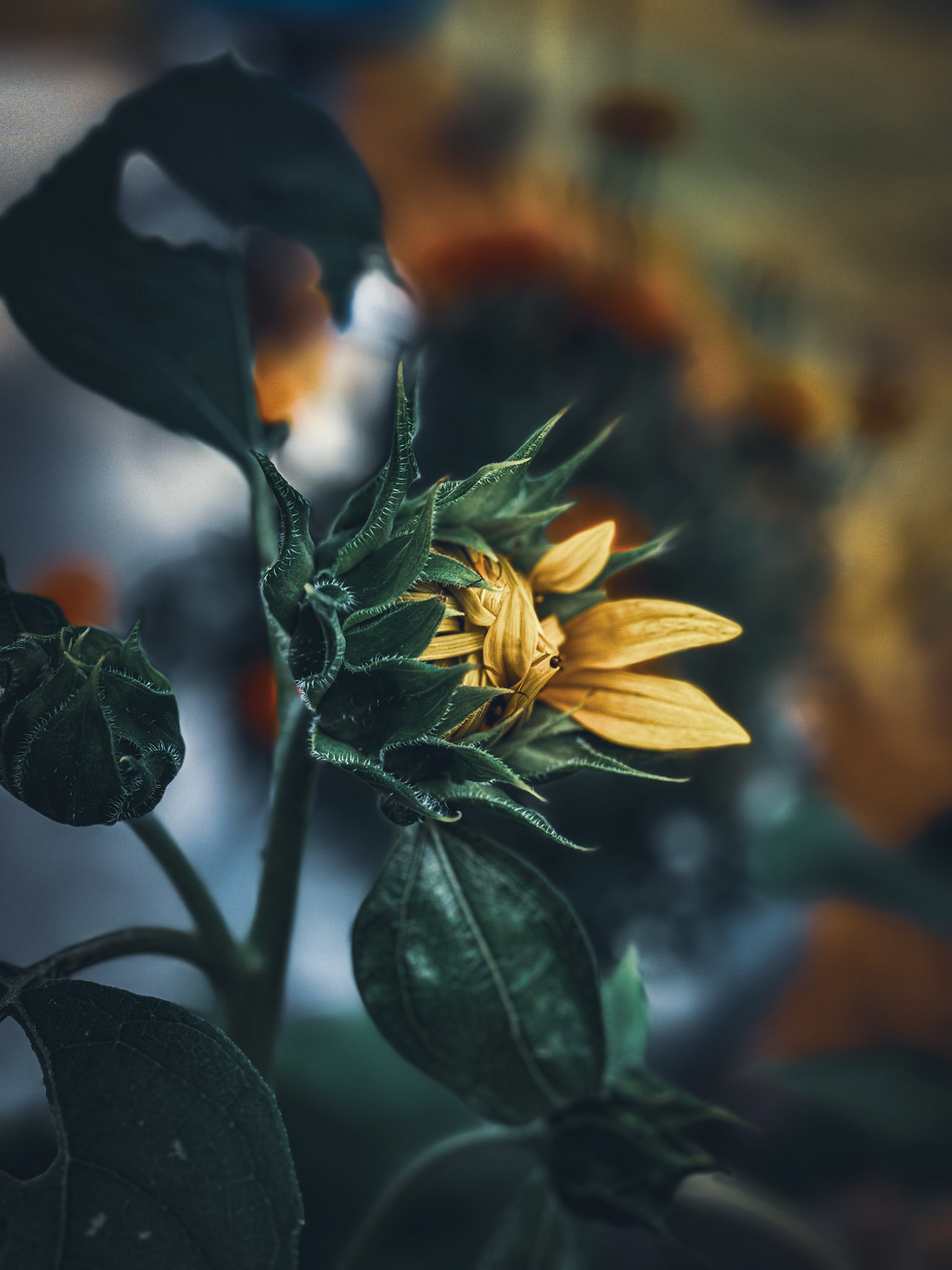 Sunflower