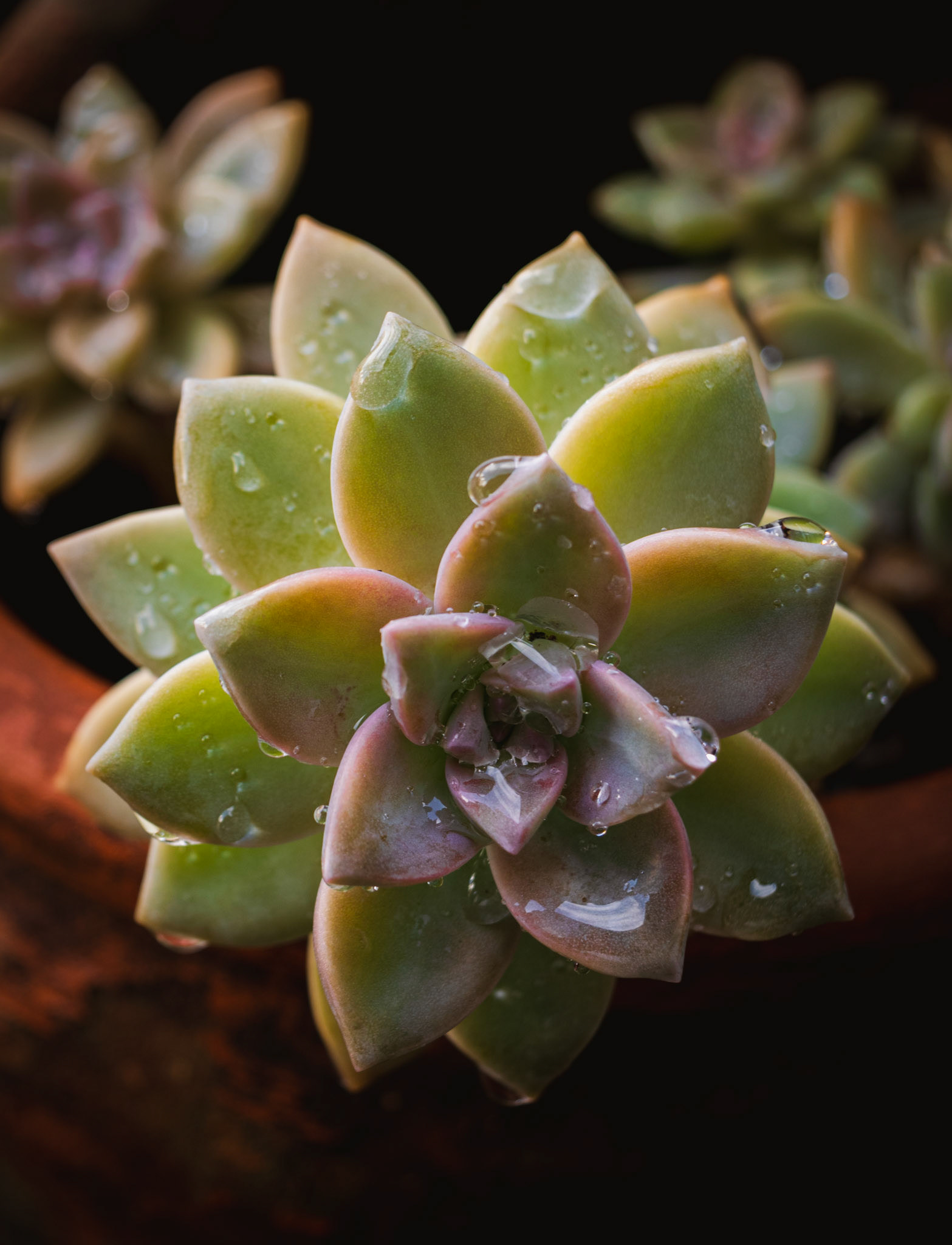 Water Droplets