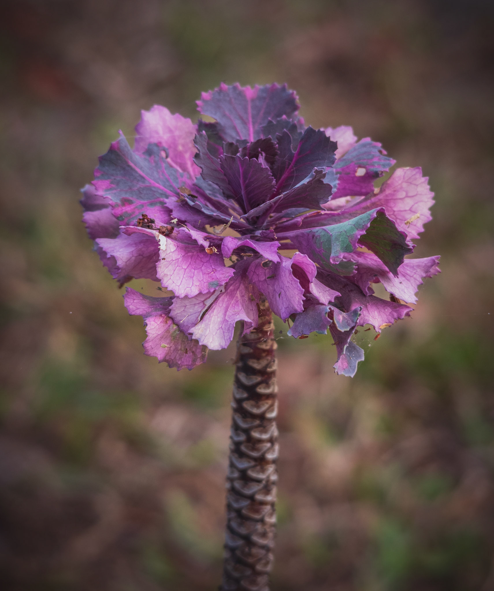 Lettuce Plant