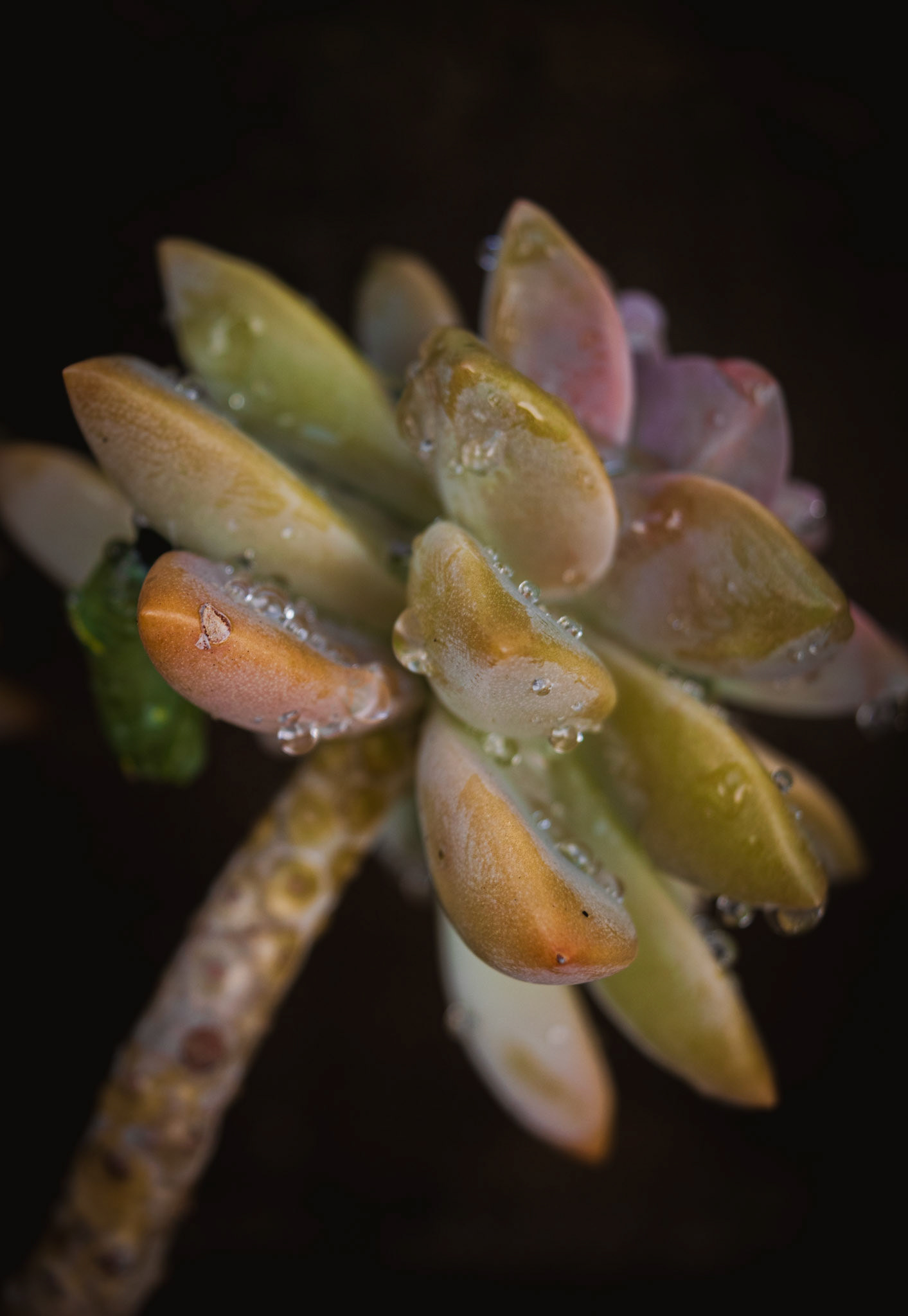 Succulent