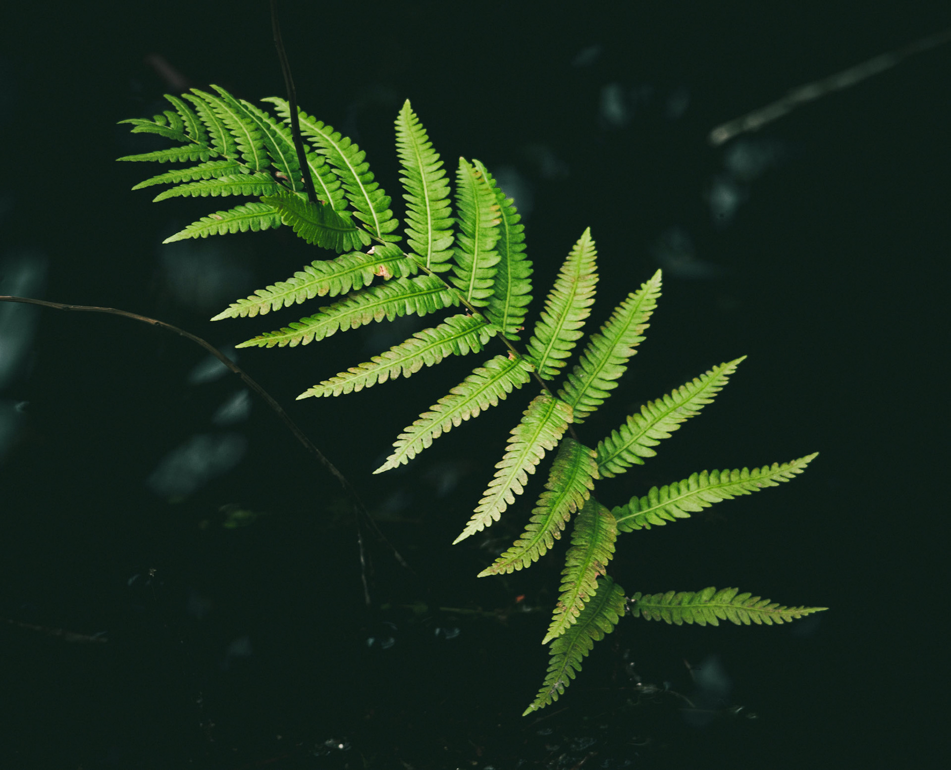 Wild Fern
