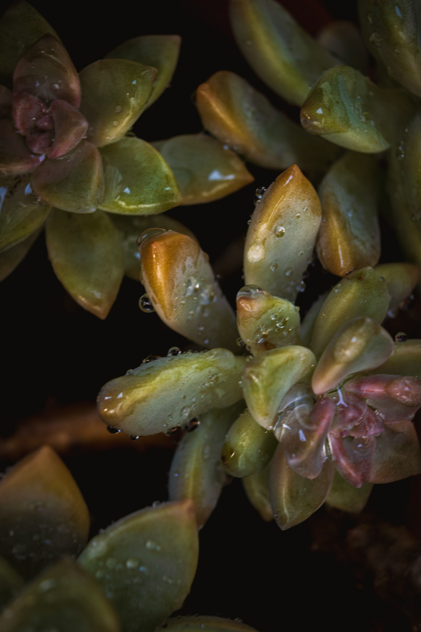 Succulents