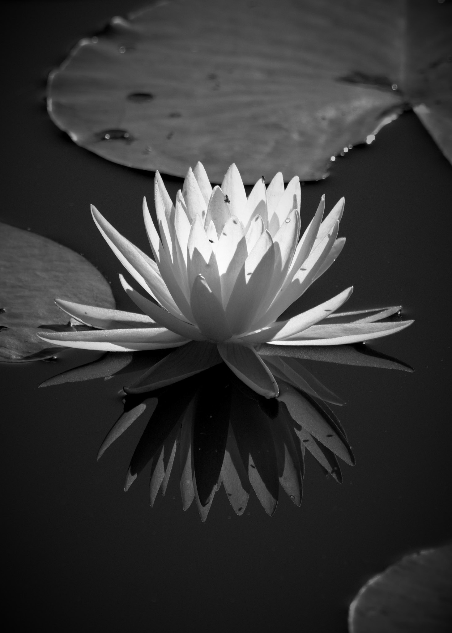 Water Lily