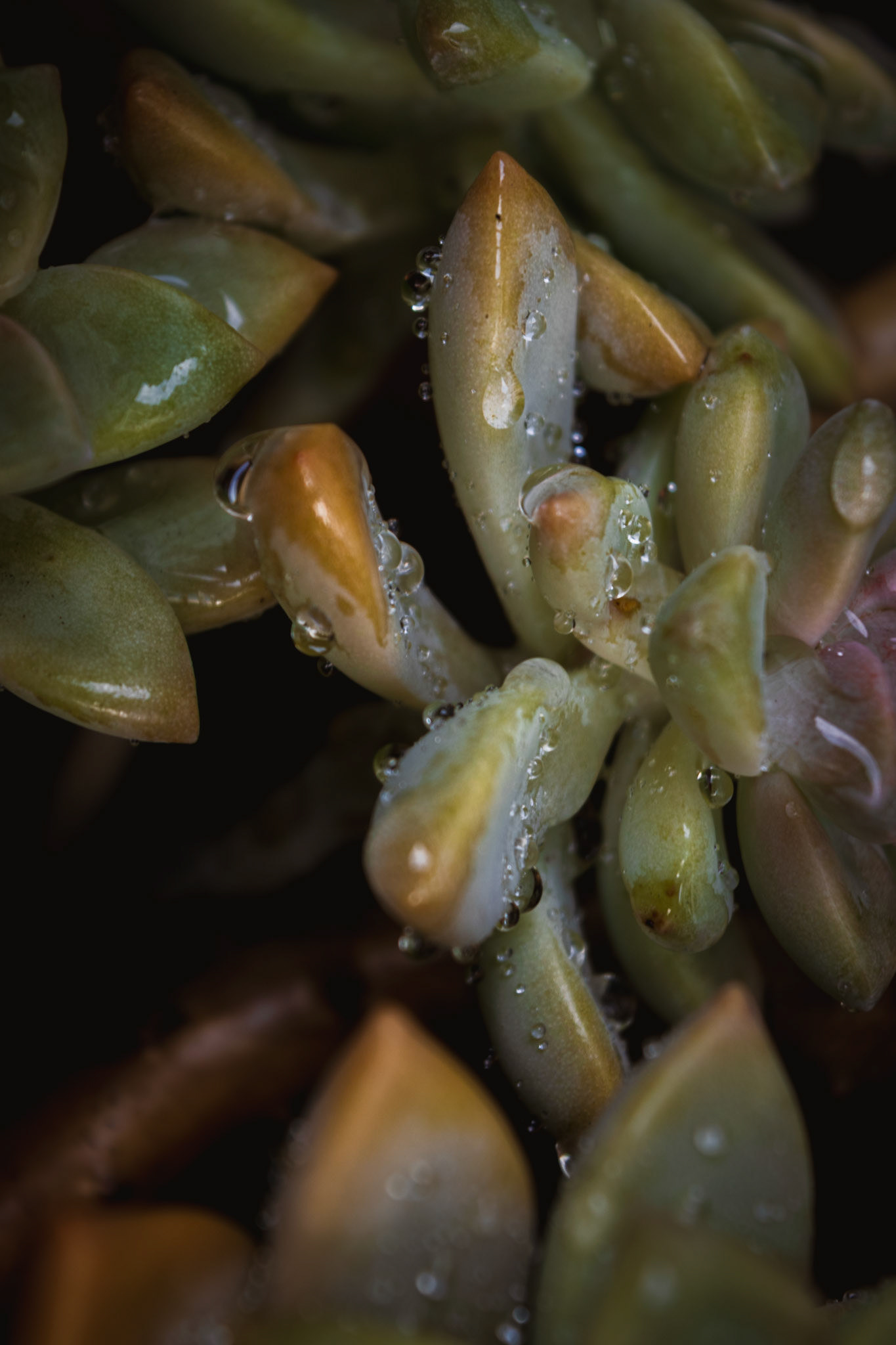Succulent