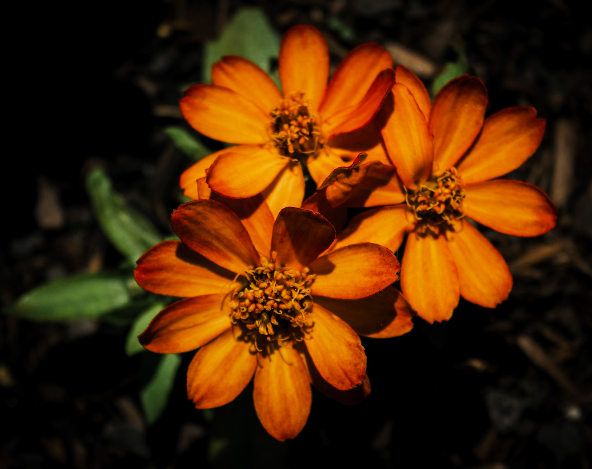 Xenia Trio