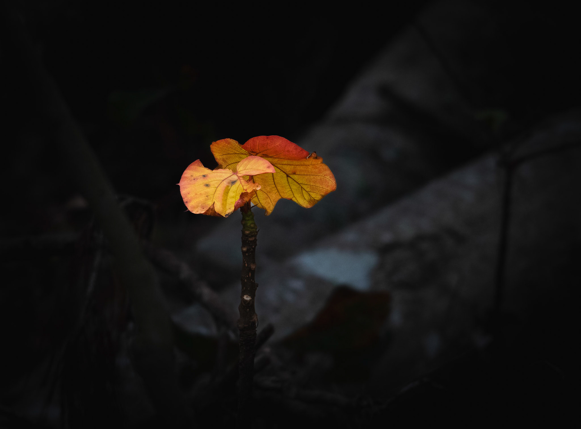 In the Light