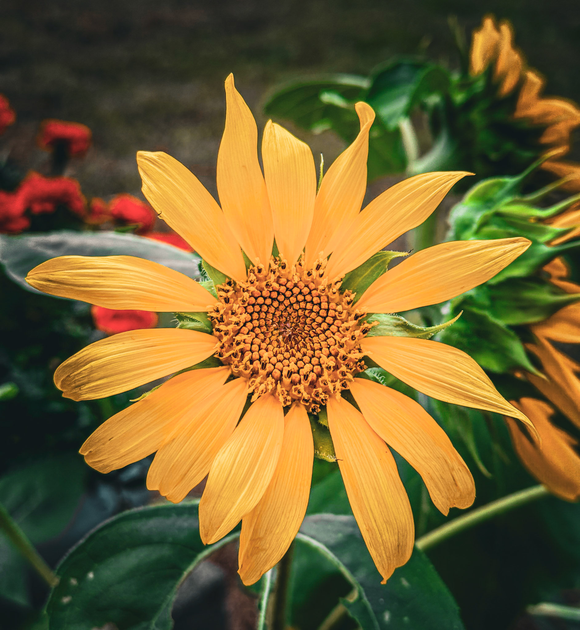 Bloom