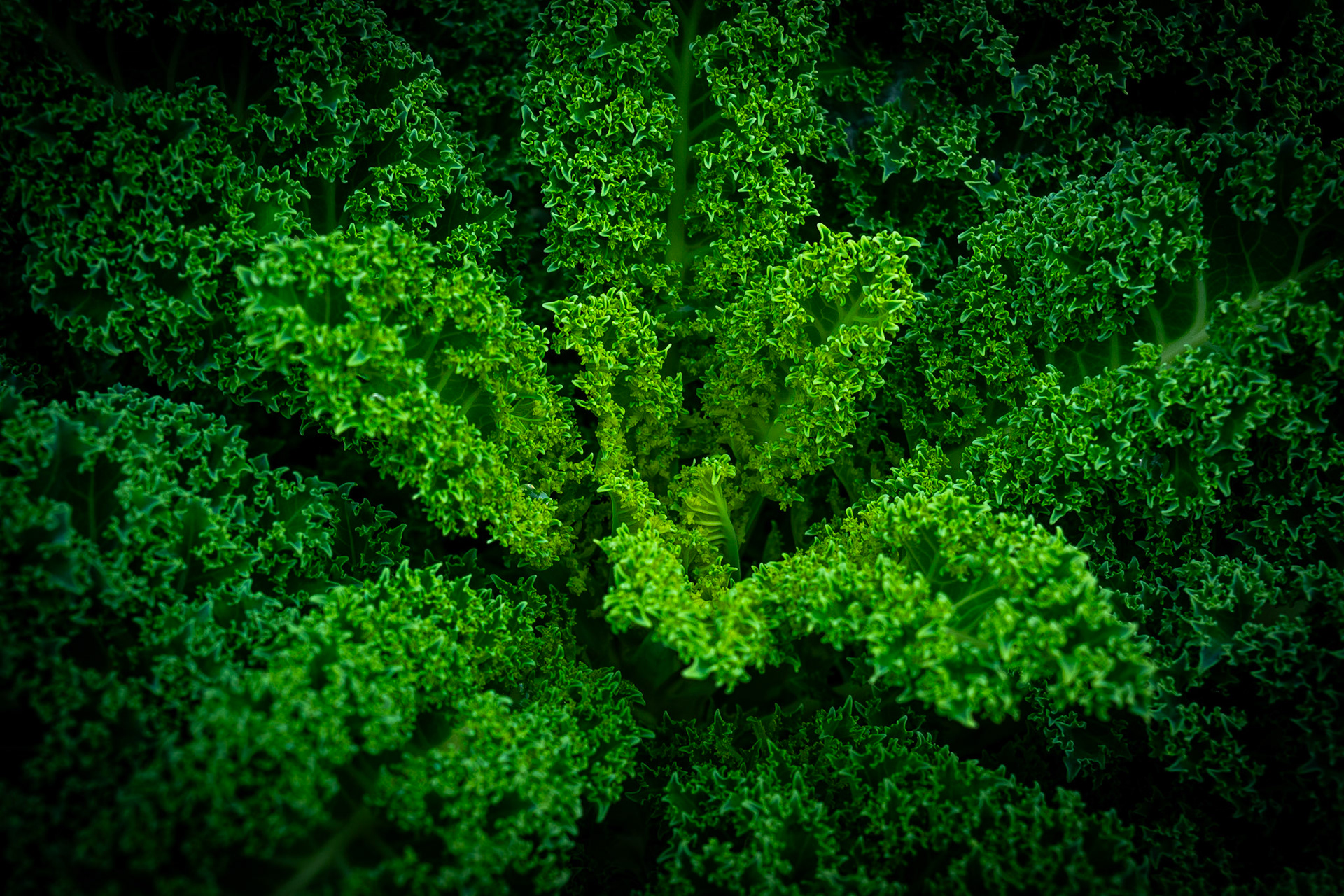 Flora