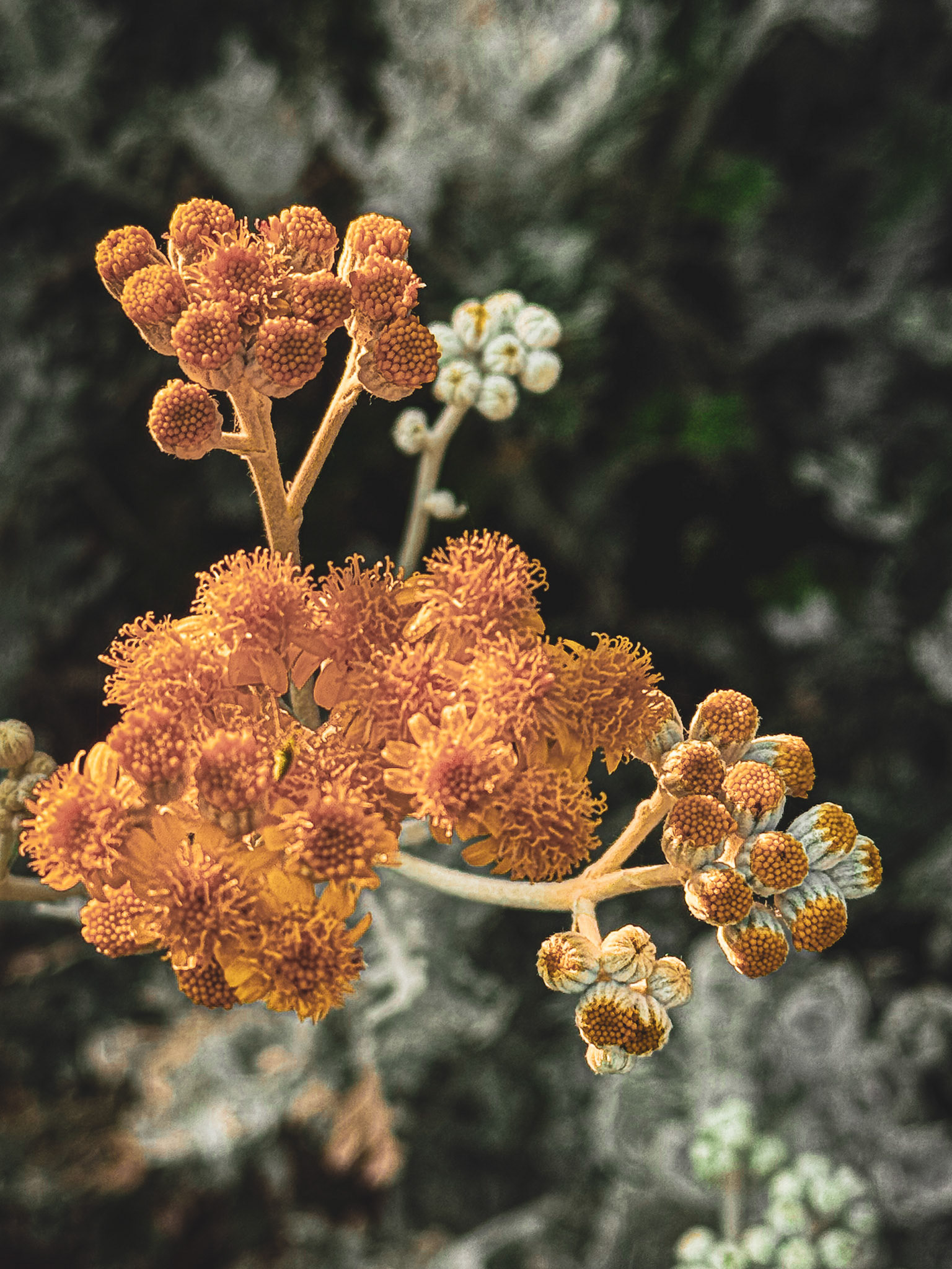 Dusty Miller