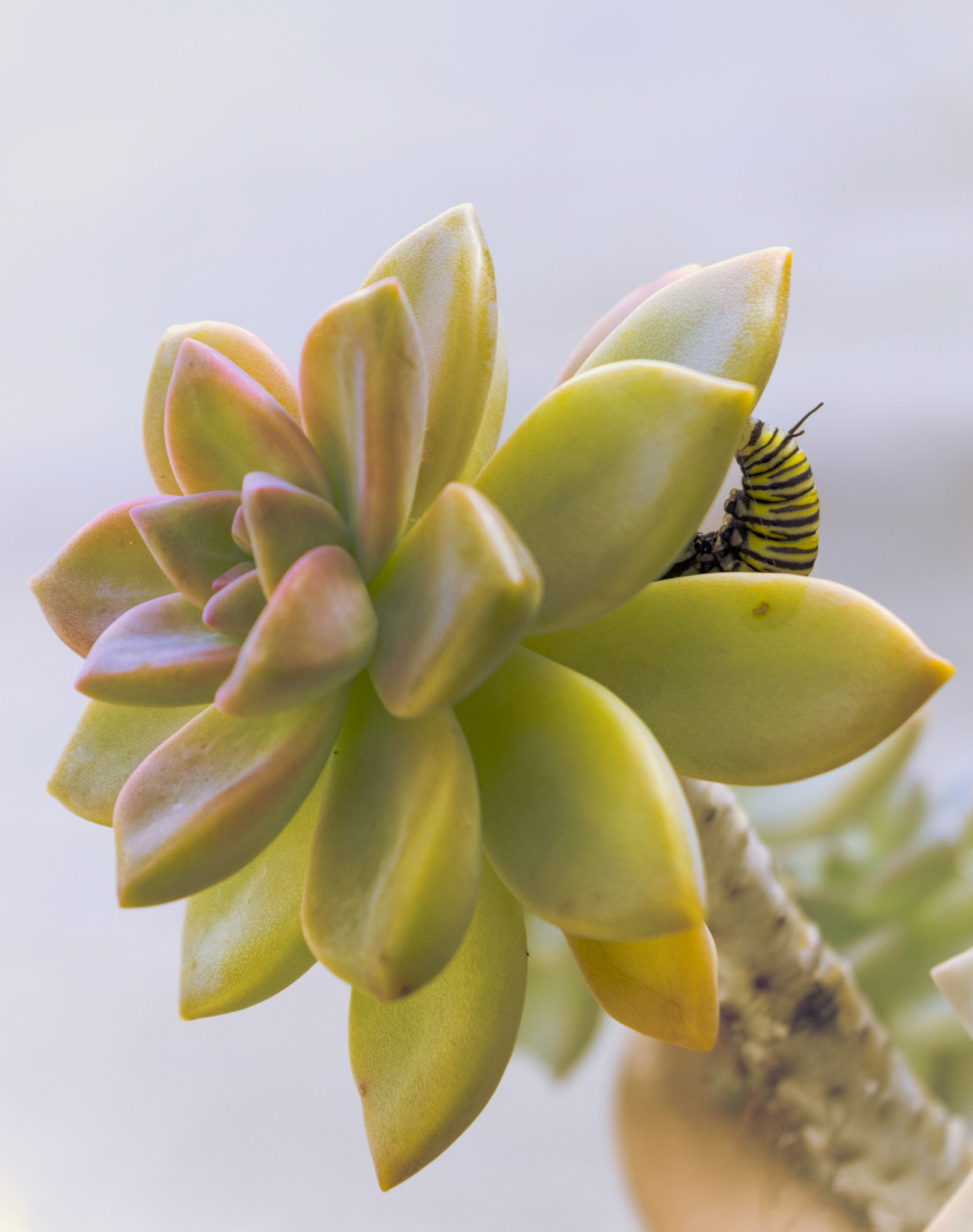 Monarch Caterpillar