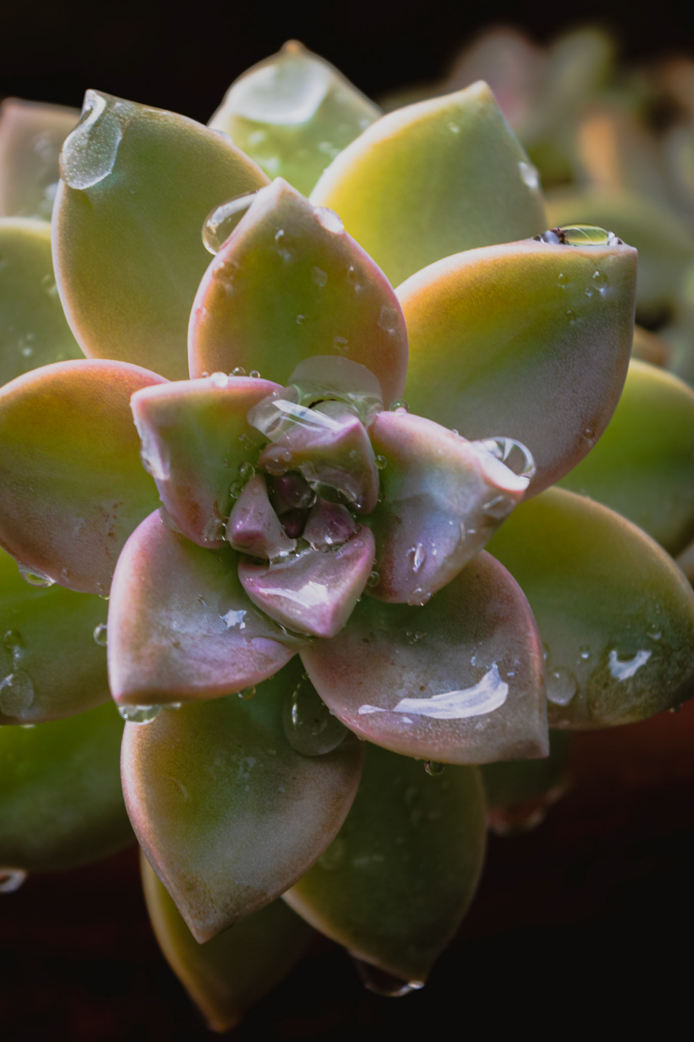 Succulents