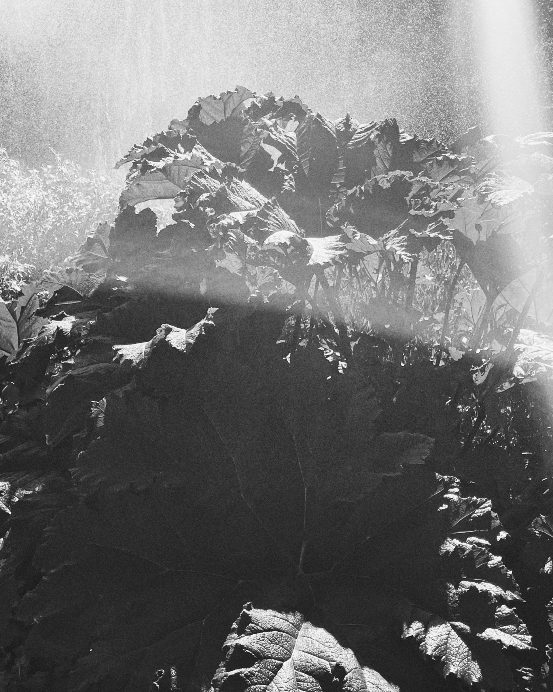 Watering plants, Hambourg