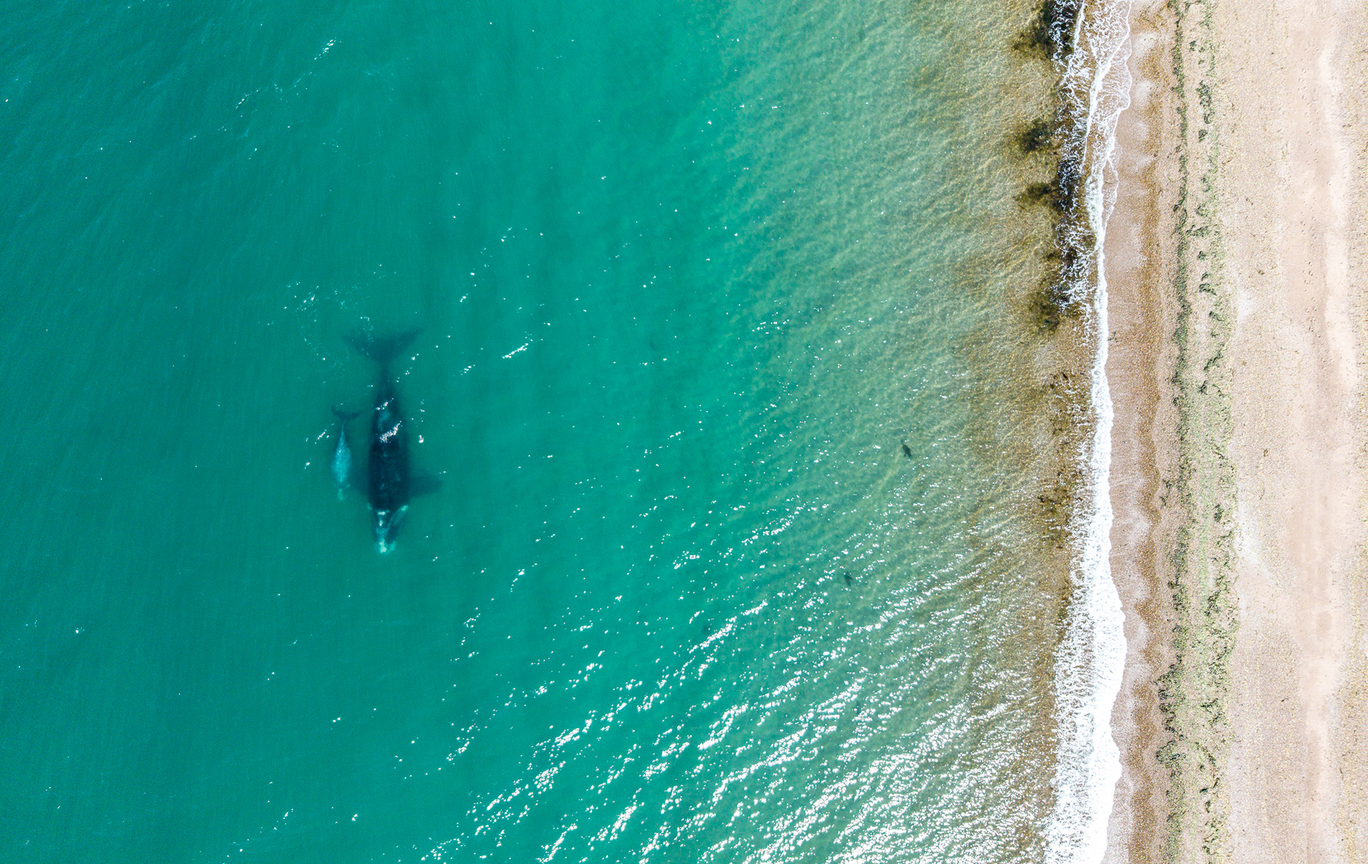 Ballenas en Puerto Madryn