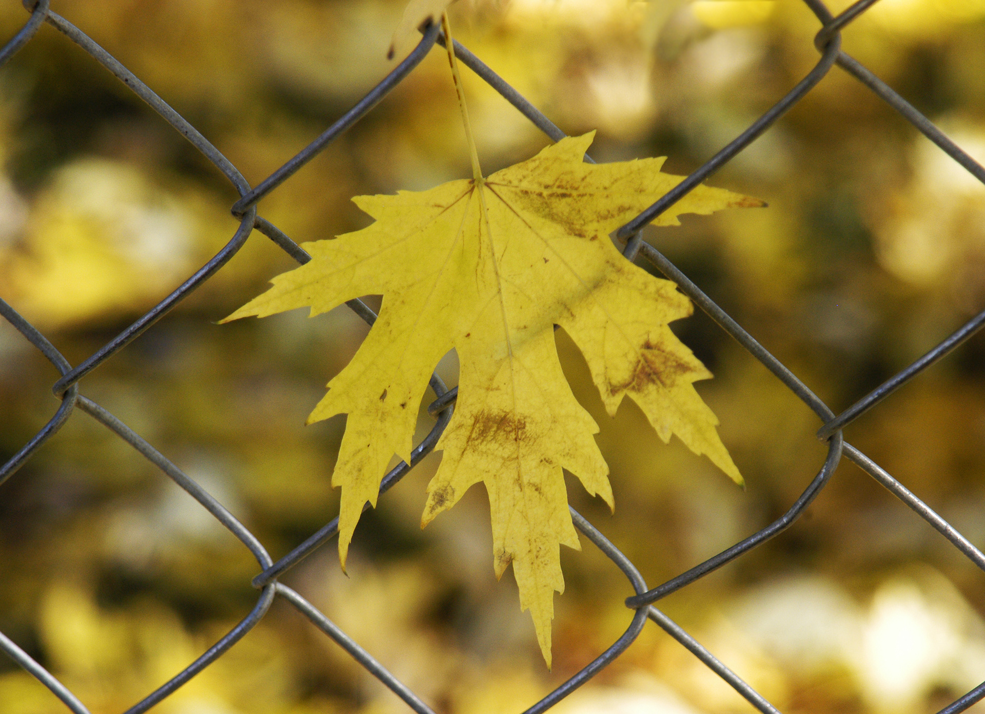 trapped leaf